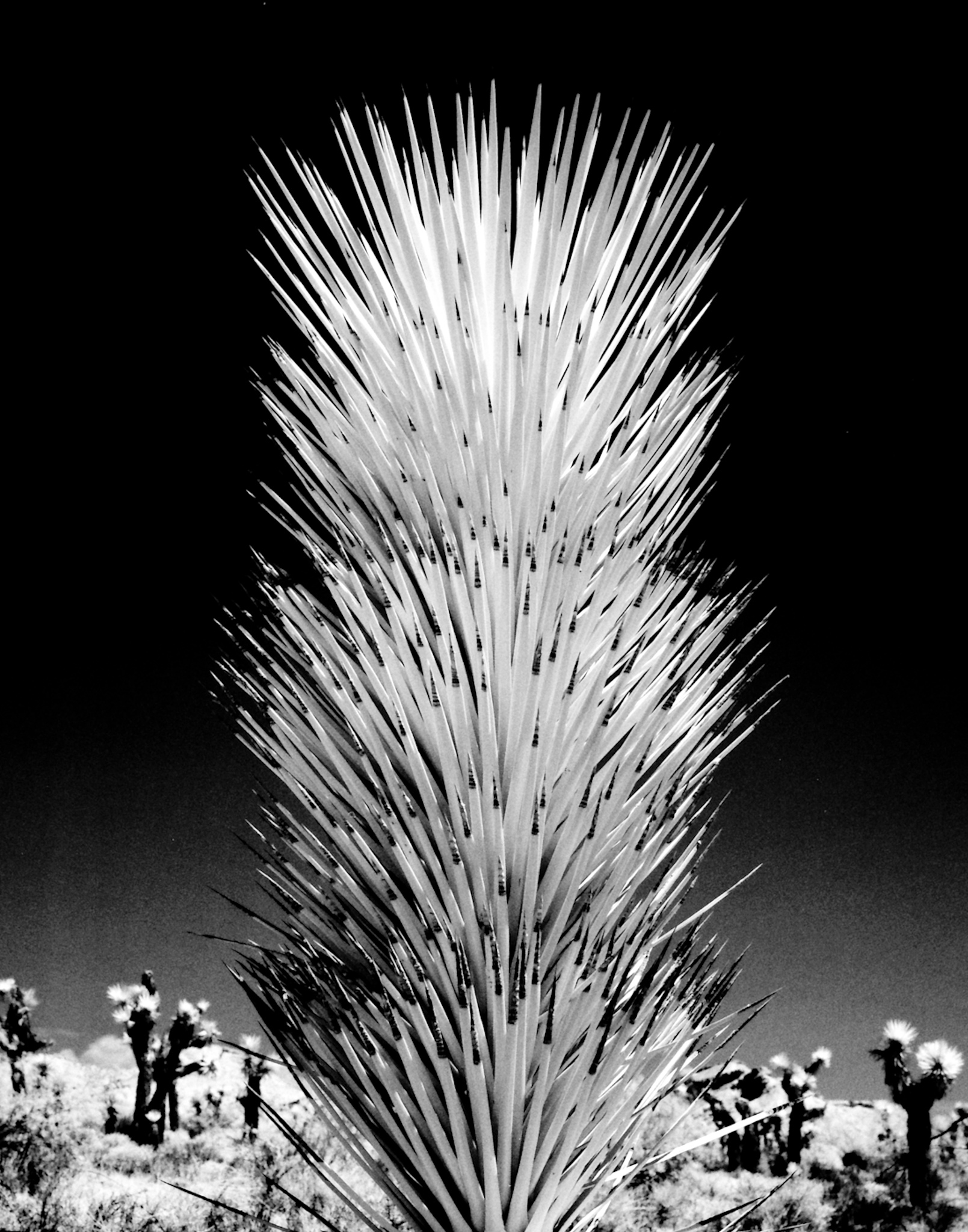 80年代以降の少年マンガ雑誌とメディアミックスの関係: アニメ化から実写化へ