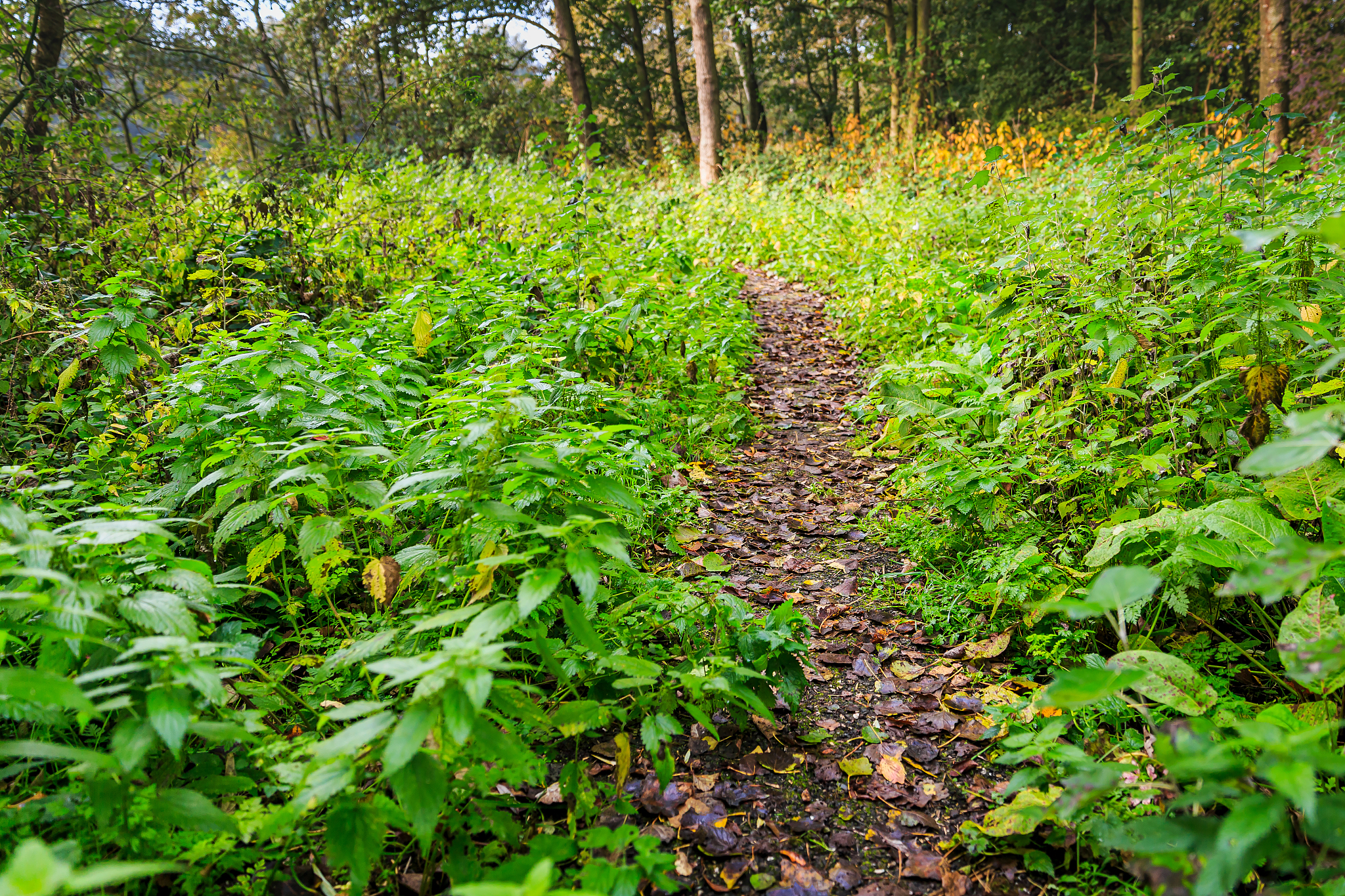 forest path through autumn landscape