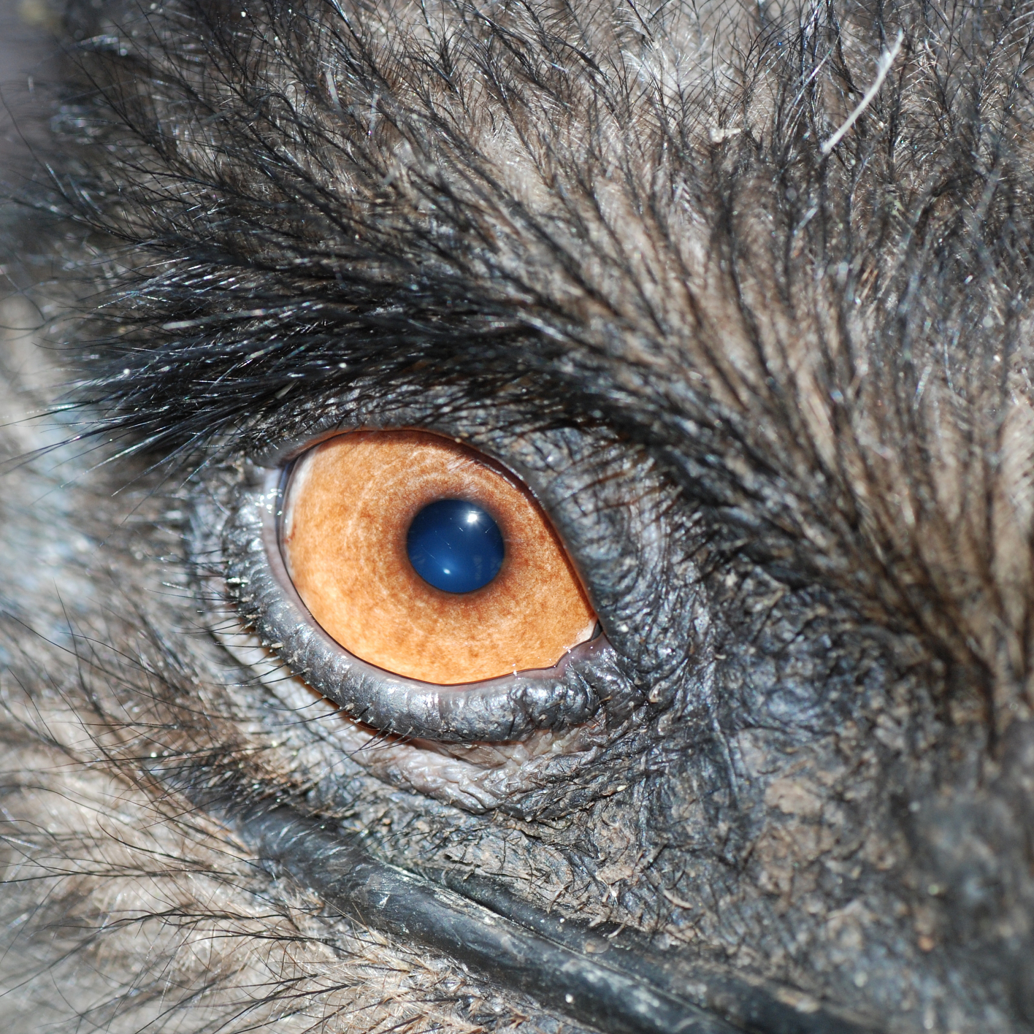 Biggest Bird: Ostrich vs. Other Large Birds