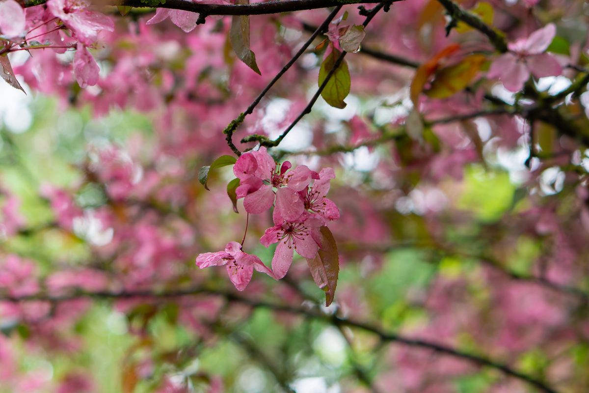 春天草长莺飞花红柳绿处处是美景。请你结合春天的特点写一段文字来描写桃花在枝头盛开的情景60字左右