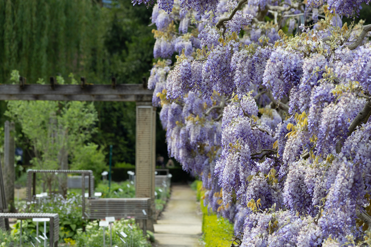 紫藤萝瀑布：云南凤庆六级瀑布奇观，紫藤花海美景！