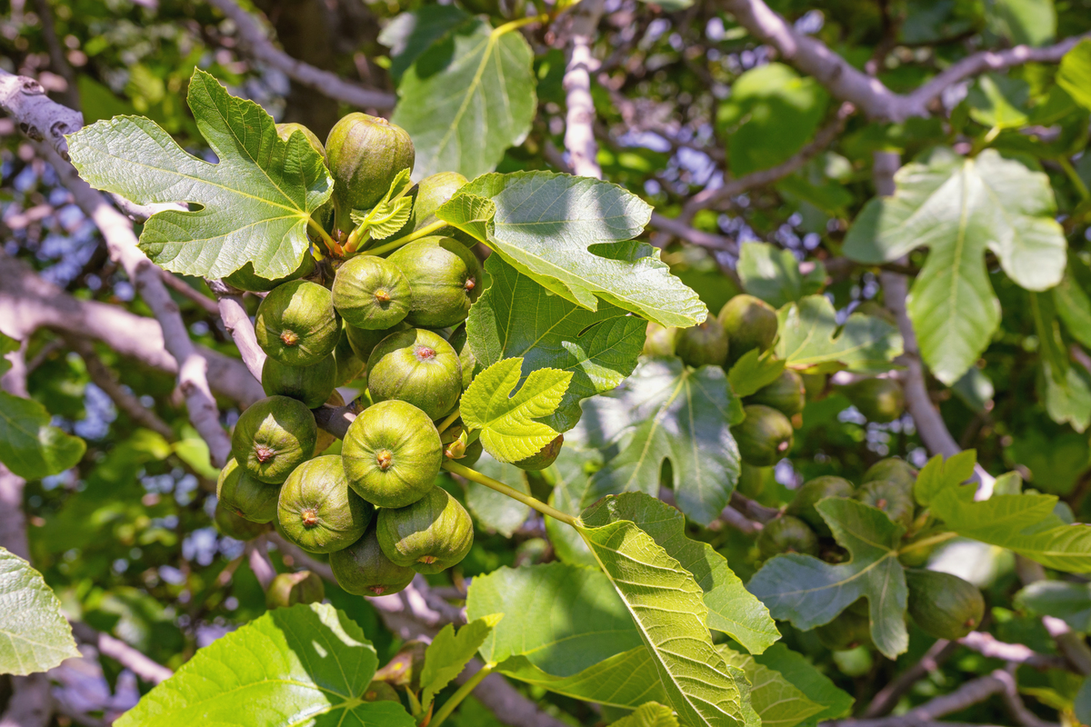 请帮我写1篇650字的博客文章主题是：无花果有没有花