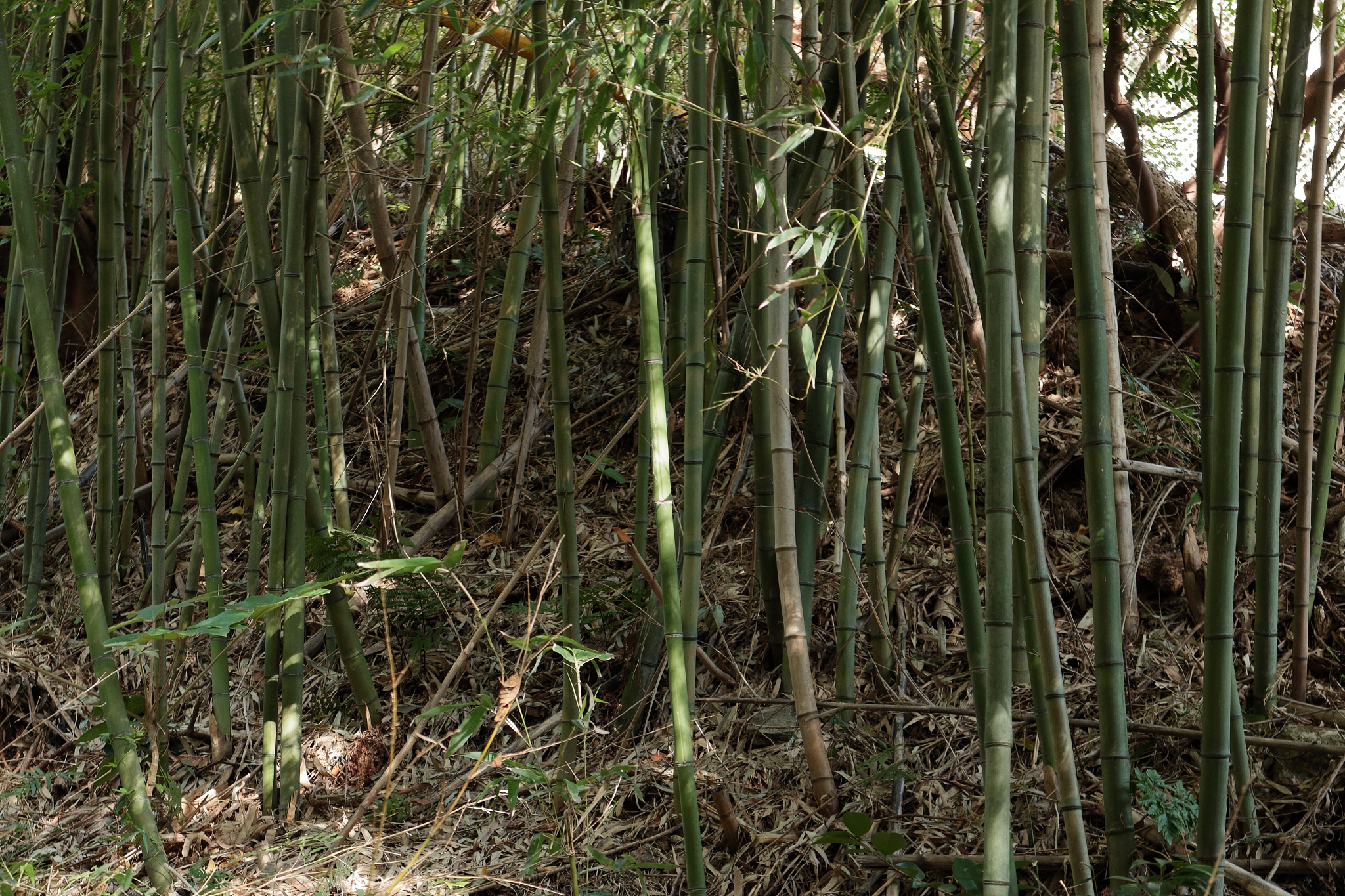 woods