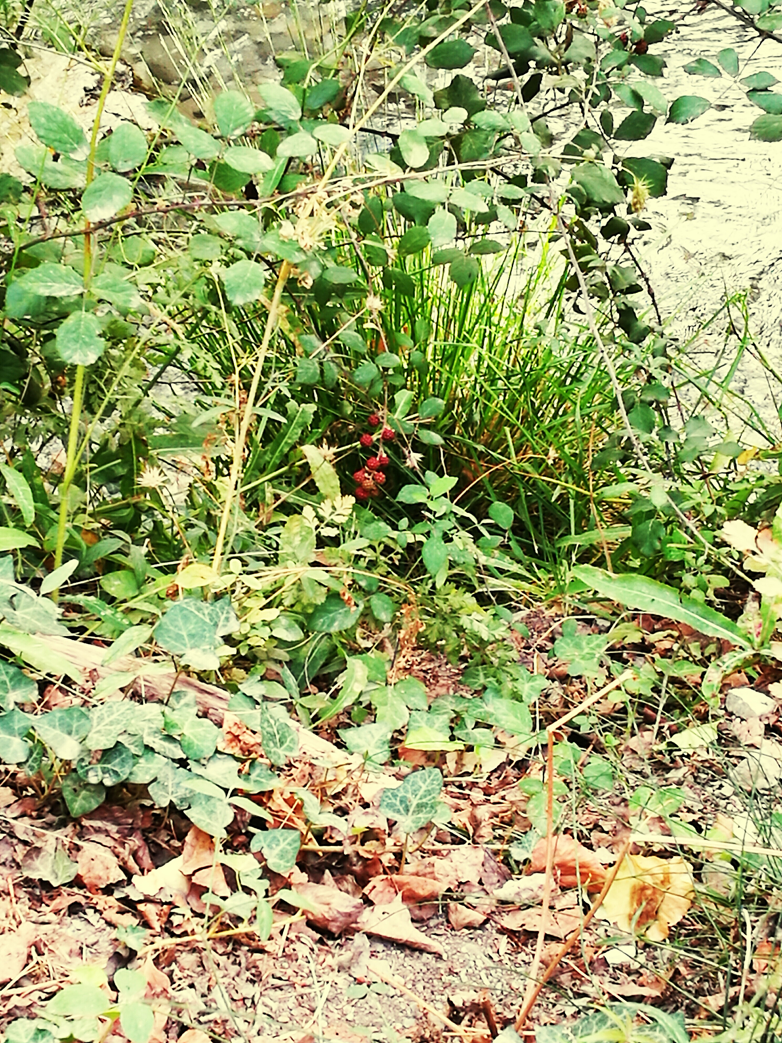 丹参不同生长阶段材料 - 2月龄、5月龄、7月龄