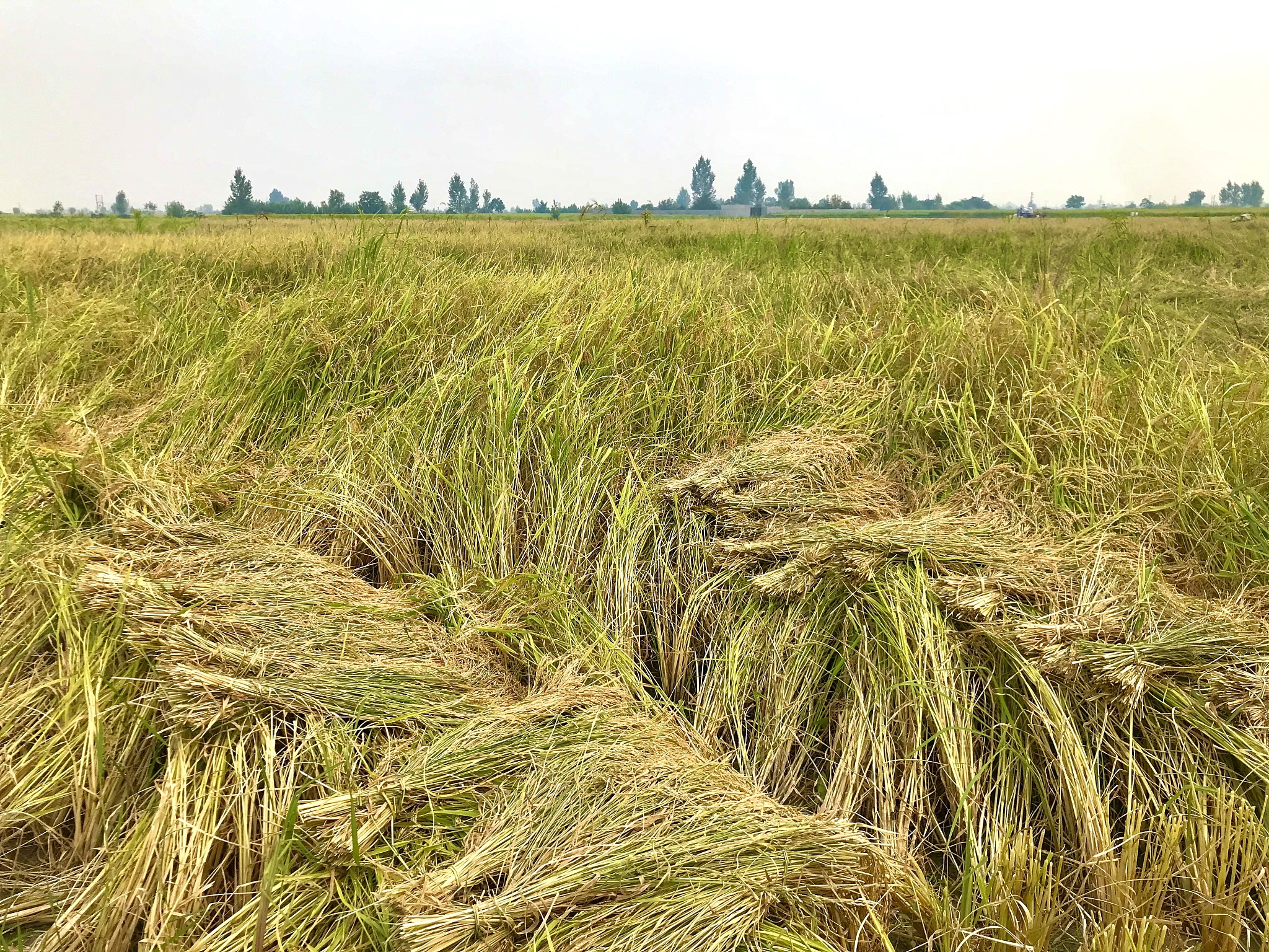 华北地区为什么不适合种水稻？主要种植小麦！