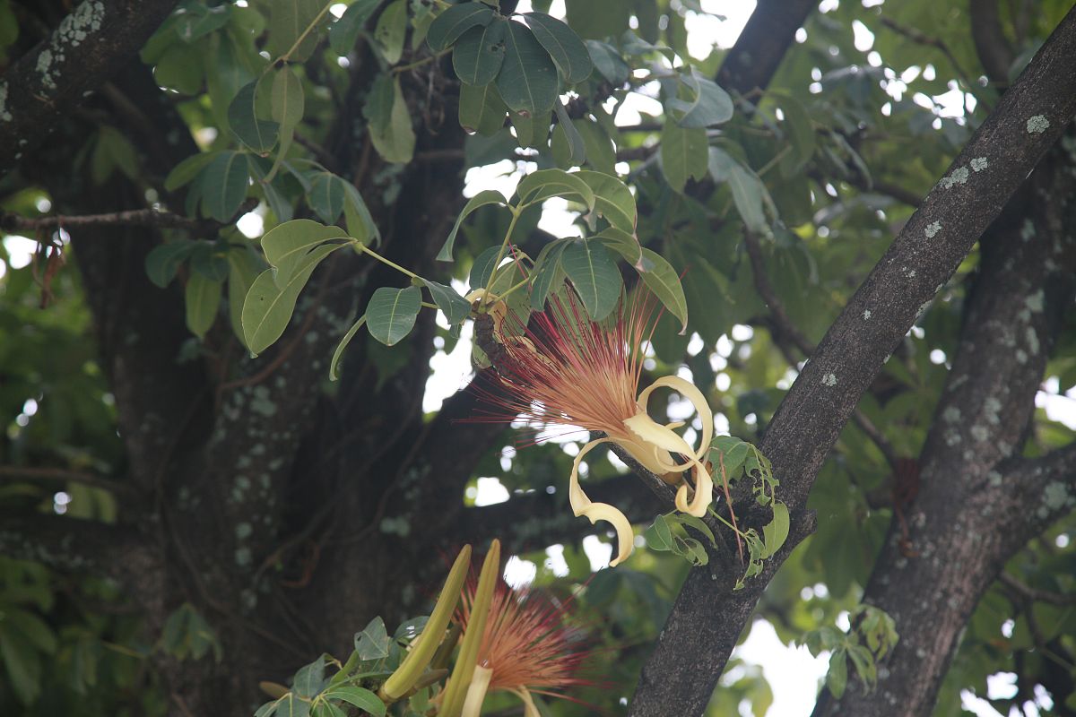药用植物组织培养技术详细操作流程一、药用植物简介写出自己所选择的药用植物的简单介绍。二、详细操作流程第1步：母液的配制写出该步骤的详细操作流程下同第2步：培养基的配制写出该步骤的详细操作流程下同第3步：外植体的选择第4步：外植体的消毒第5步：外植体的接种……按上方的格式接着往下写1、选择对象：茯苓；2、写作重点：重点是写详细写出其组织培养的操作流程是从头到尾的整个过程；3、字数要求：至少1500字