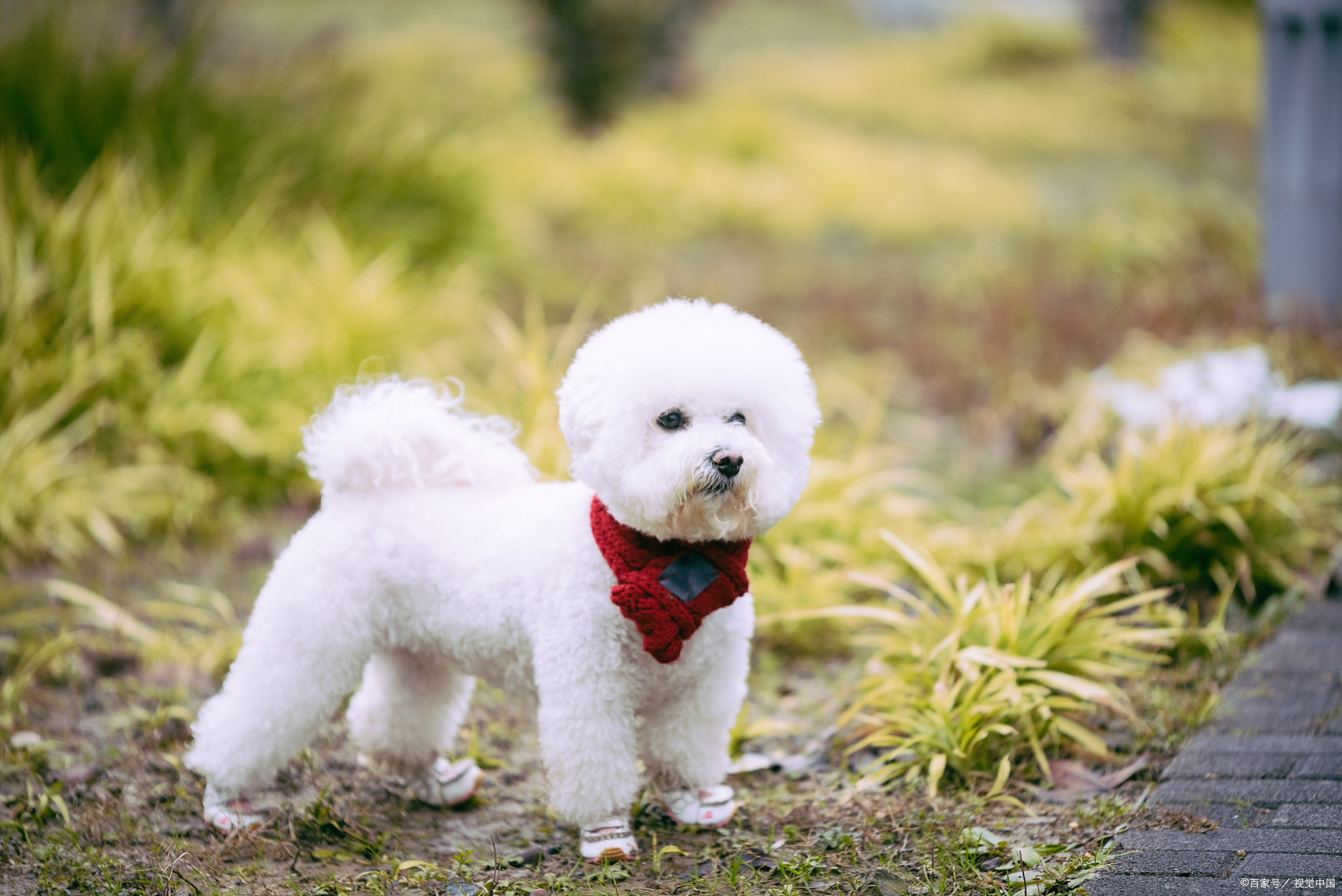 第一次养狗，纠结什么品种？告诉你小型犬真的太适合新手啦！