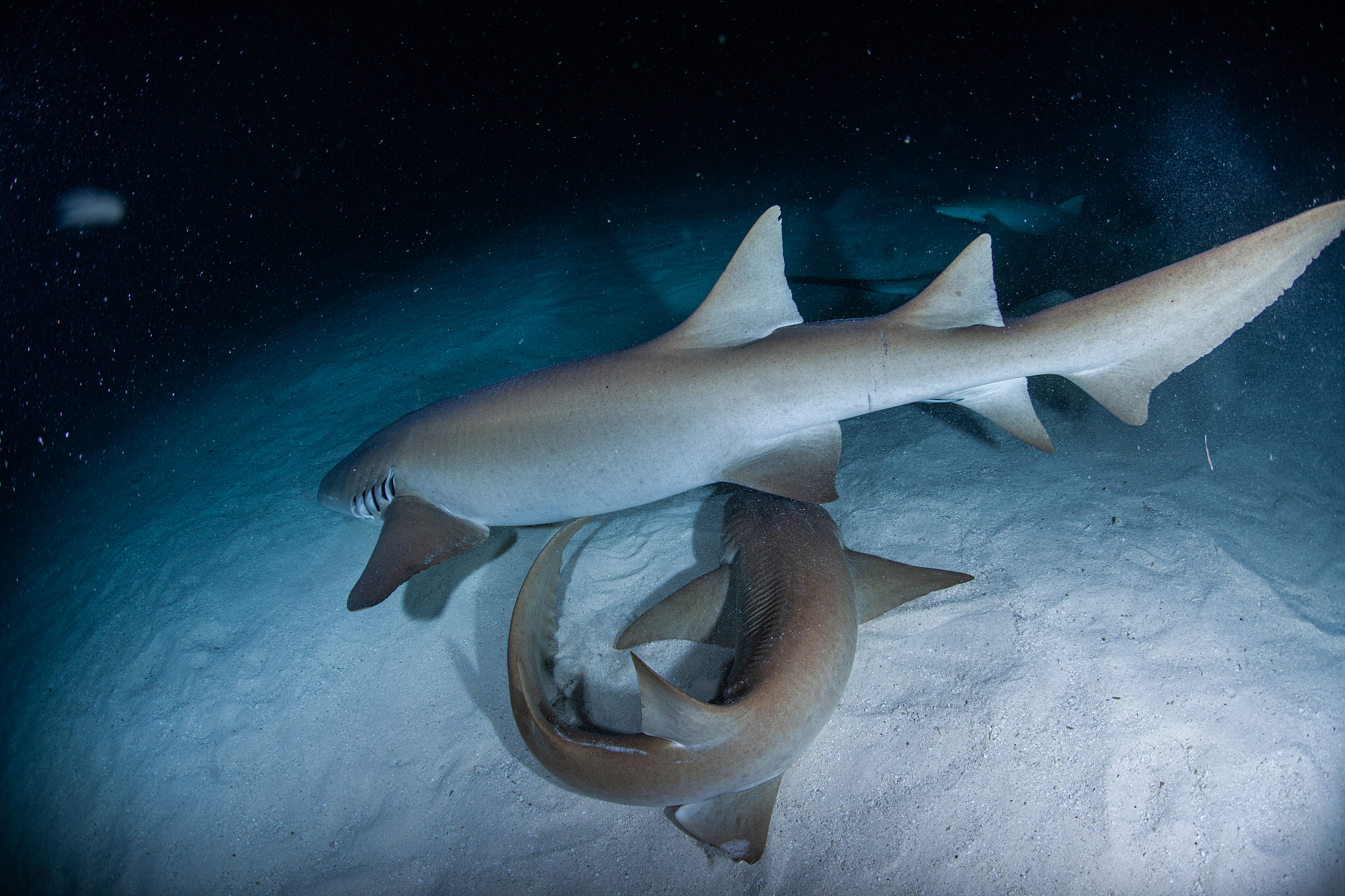 hammerhead shark, reef shark , nurse shark , white shark