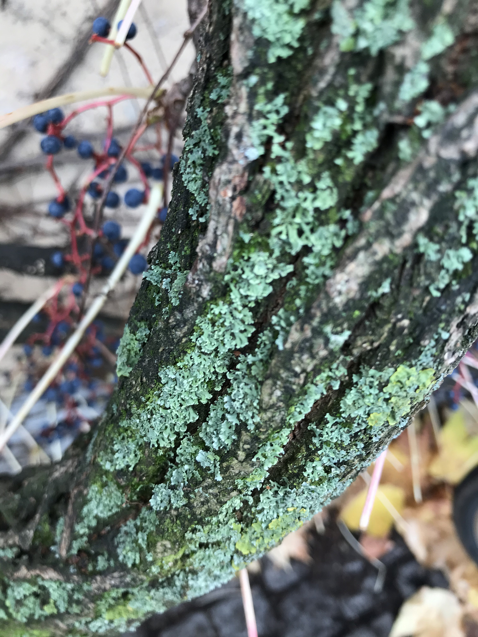 阴河分场云杉有害生物防治工作及工作人员尽职尽责的实践与成效