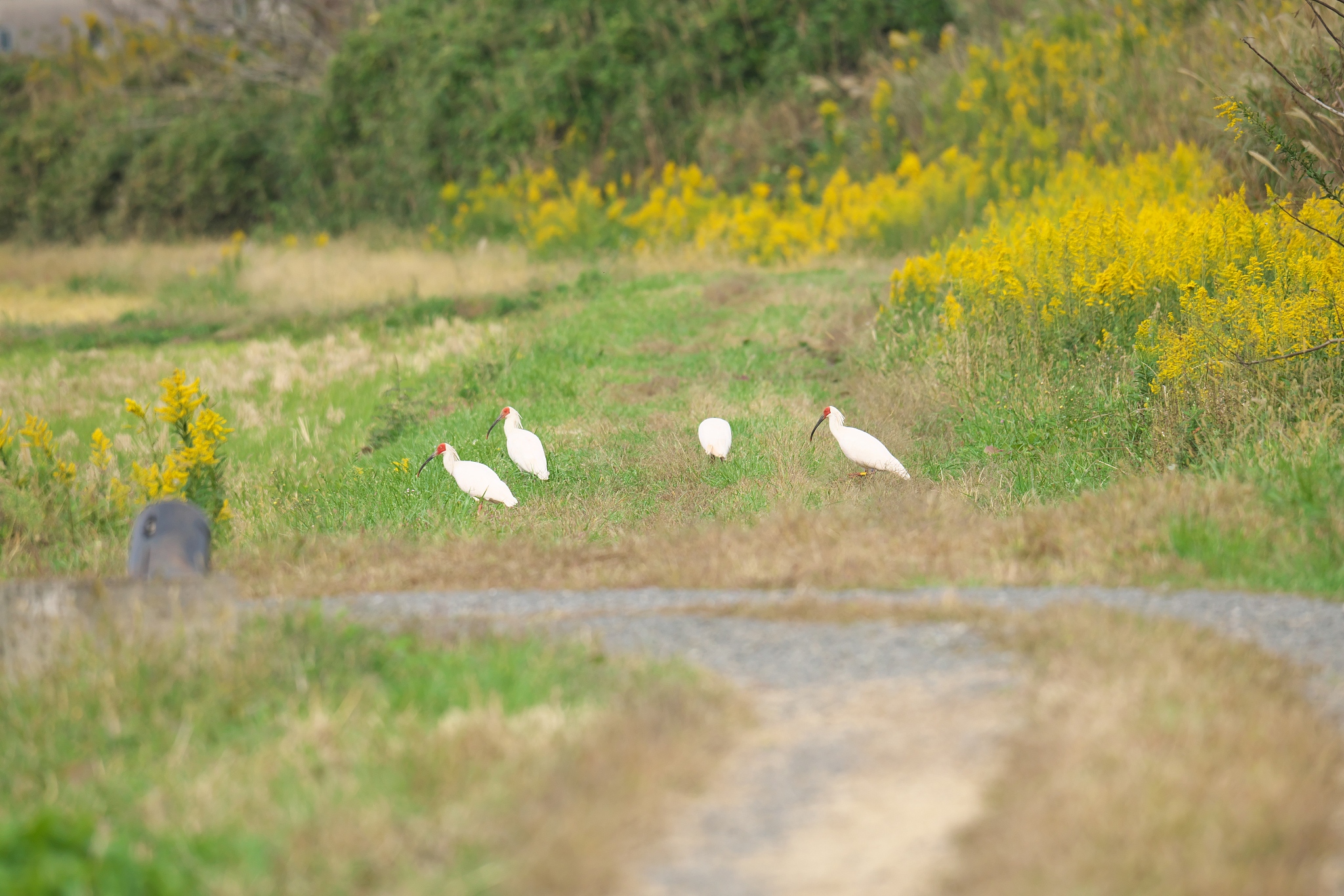 home appliance glass competitors