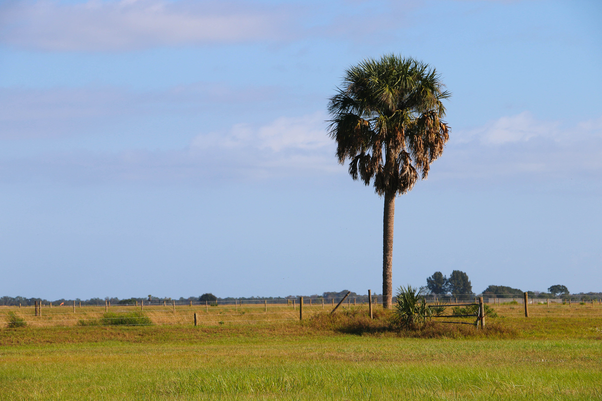 solitary florida tree
