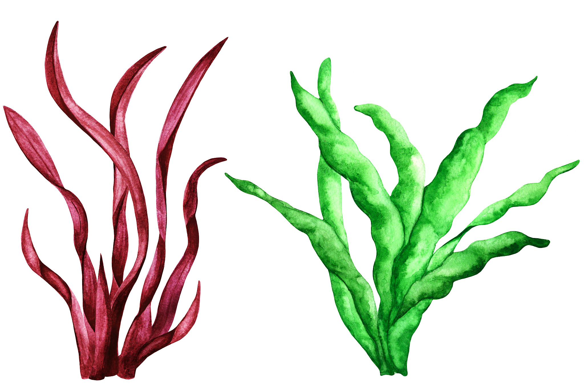 sea weed. watercolor