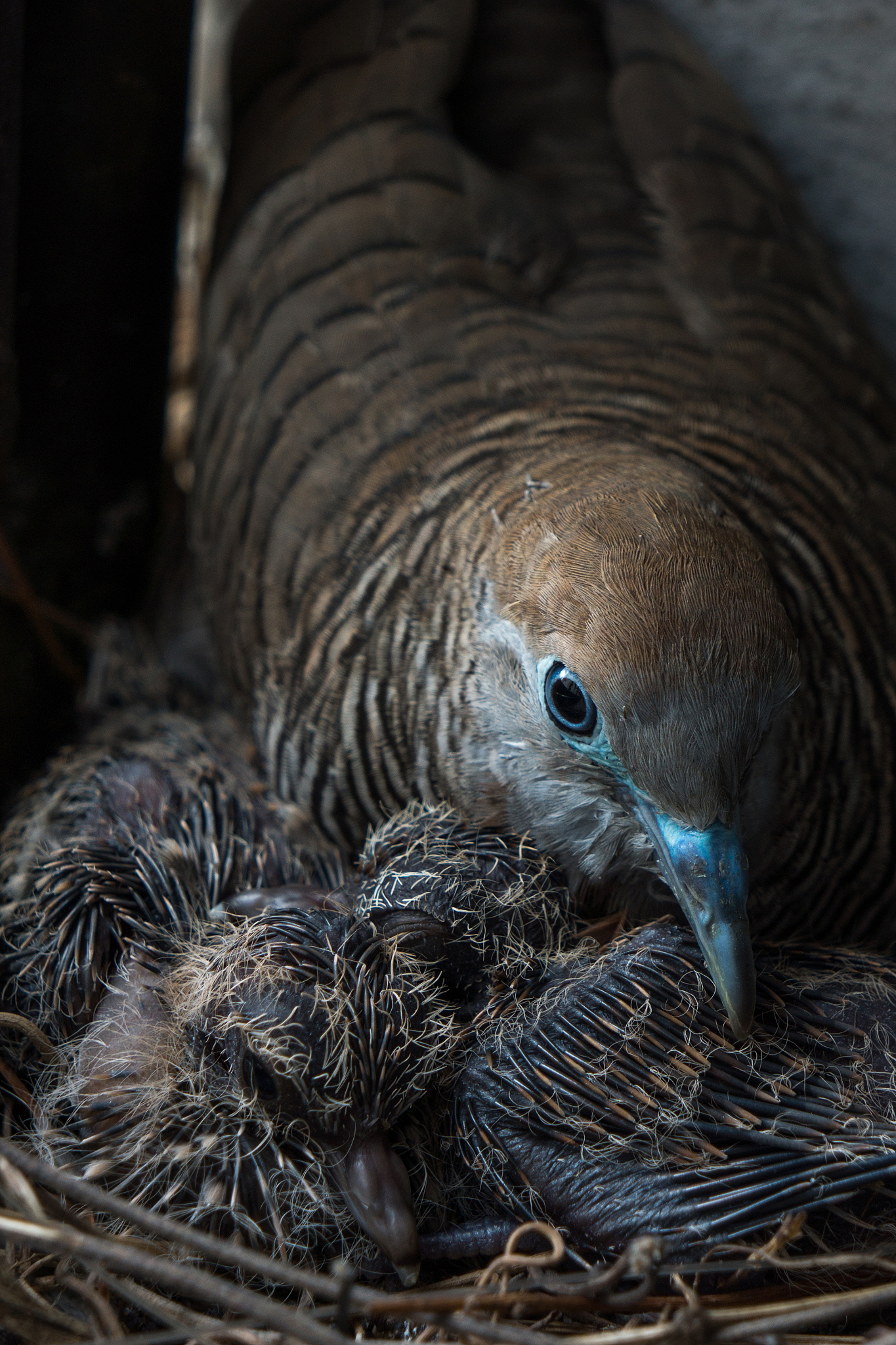 birds and nest.mother bird care birds.