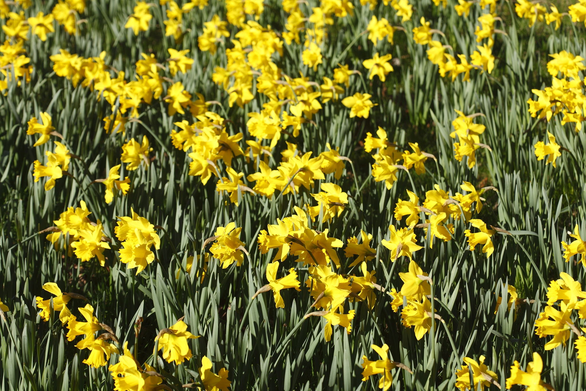 narzissenblüte  (narcissus pseudonarcissus)