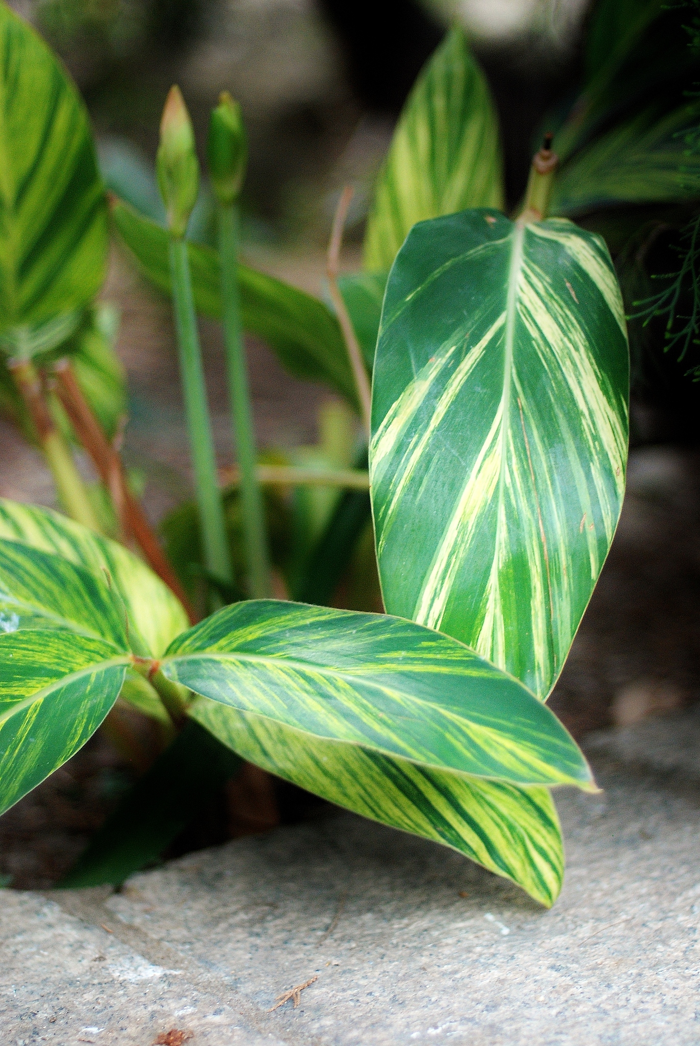 leaf veins