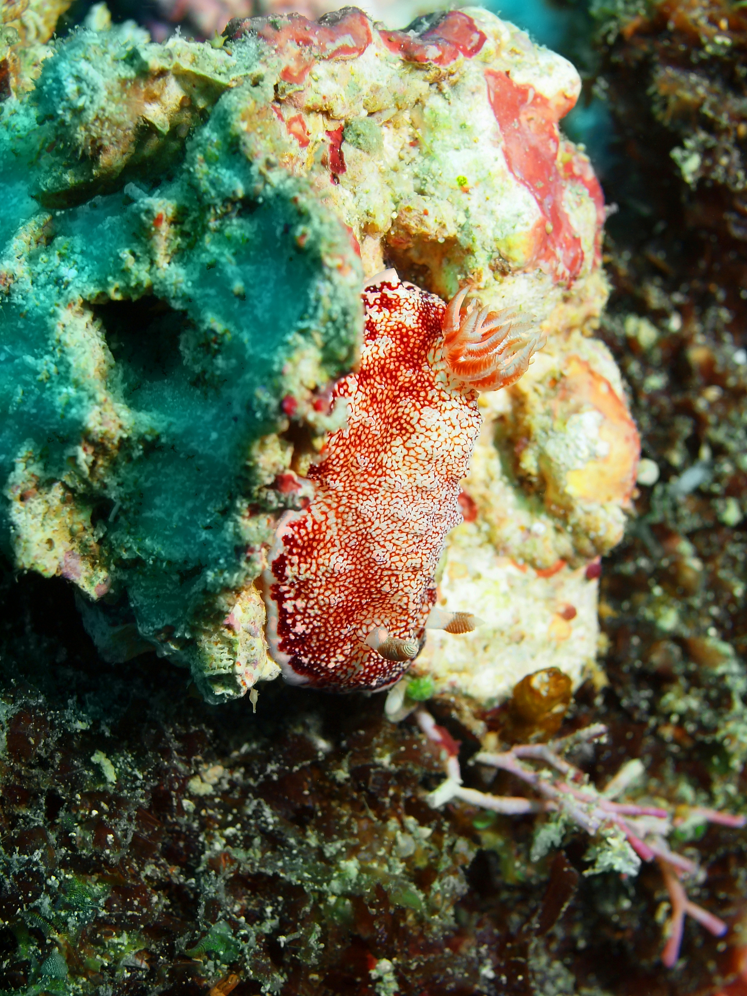 Difference in Saponins: Sea Cucumber vs. Other Marine Organisms
