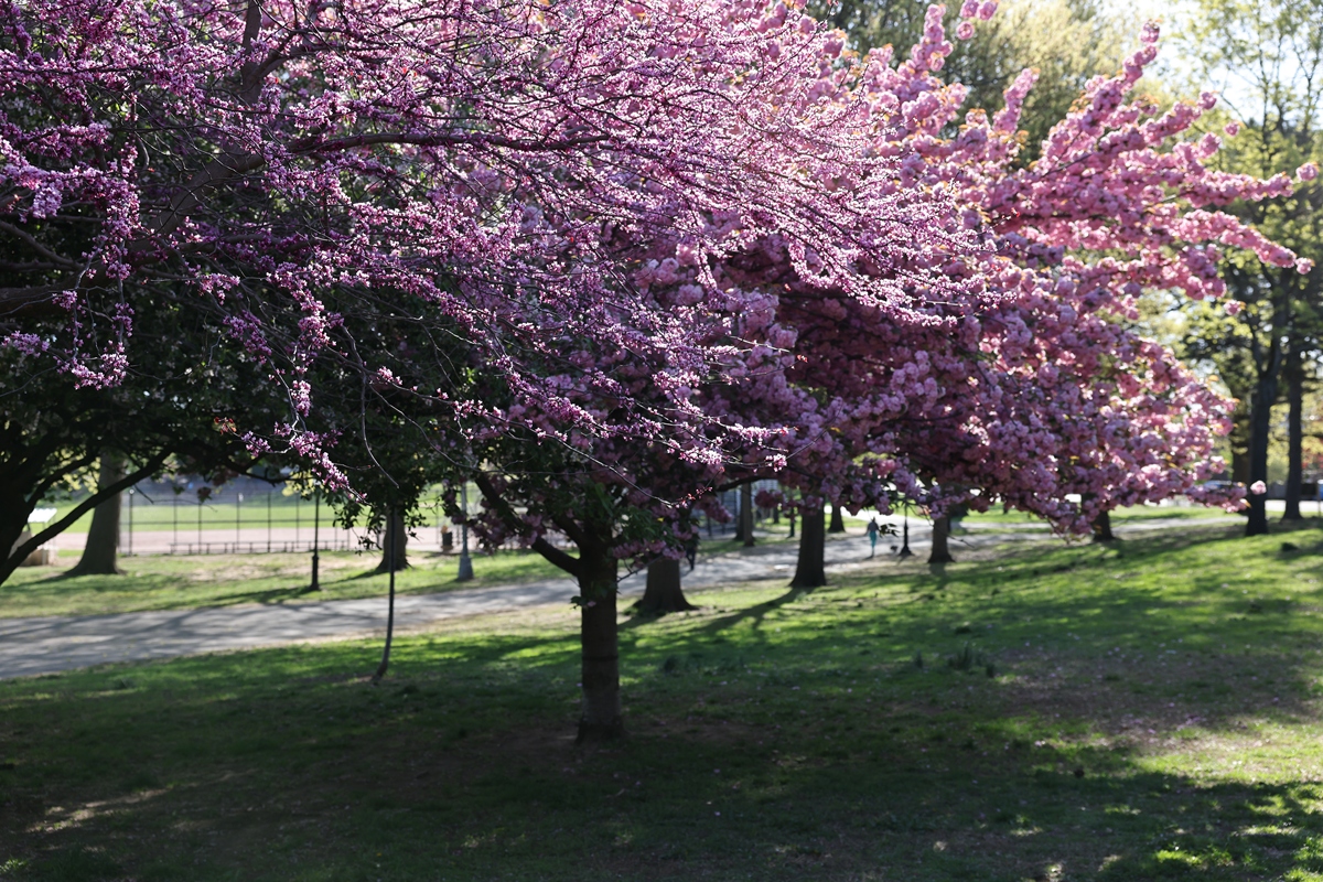 从调查过程、调查内容、调查结果方面论述乡土植物在西安市兴庆公园中的应用调查自行添加乡土植物种类名称、数量和应用数据不少于1000字。