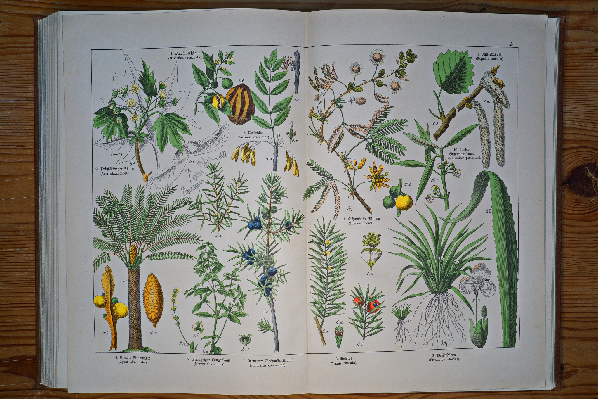 IAWA Journal: 植物解剖学和形态学研究的国际期刊