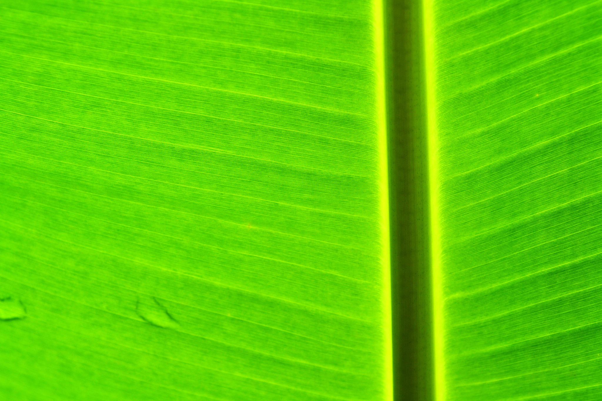 植物如何获取食物？ - 食物链的起点