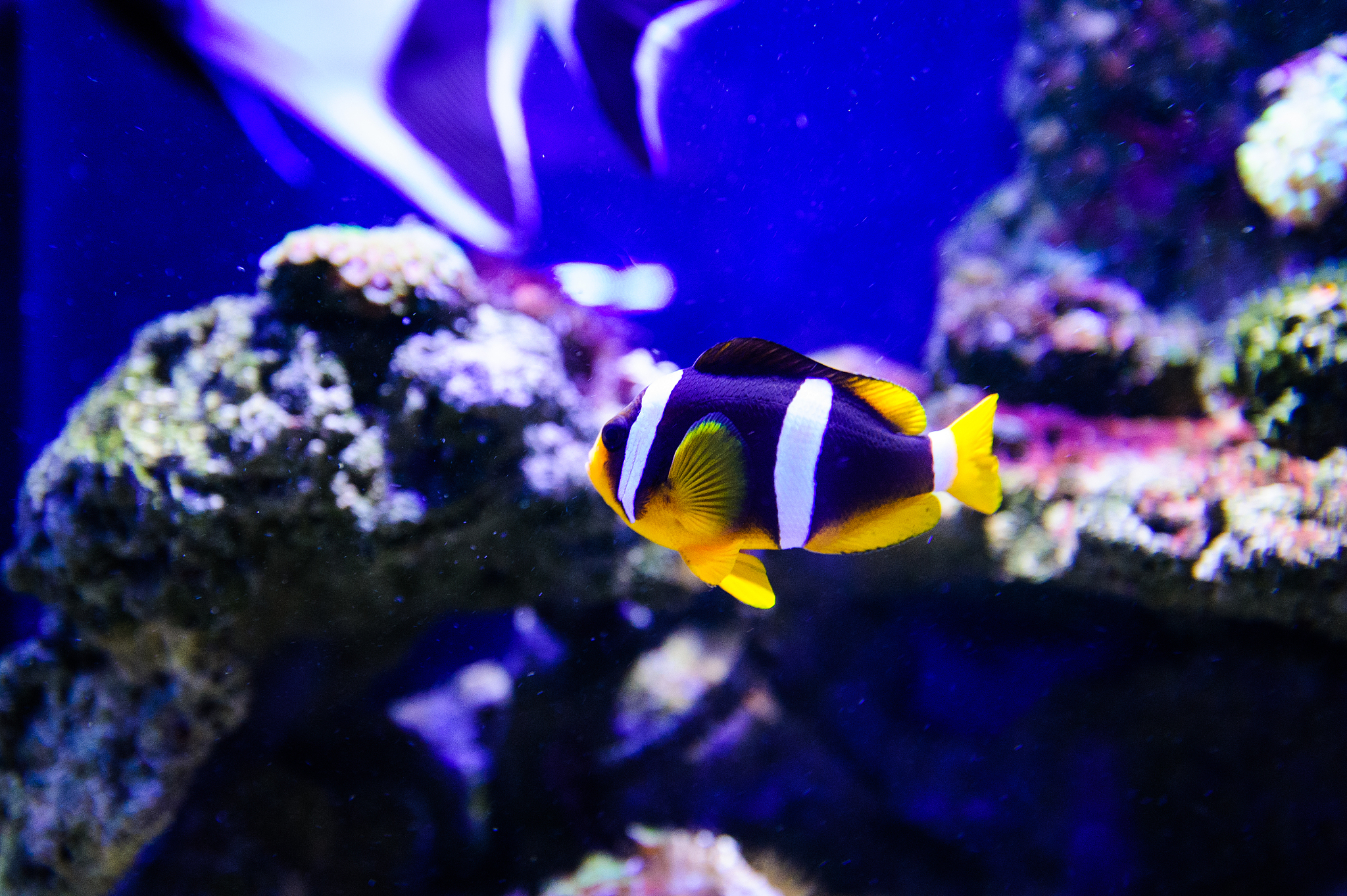 wonderful and beautiful underwater world with corals and tropica