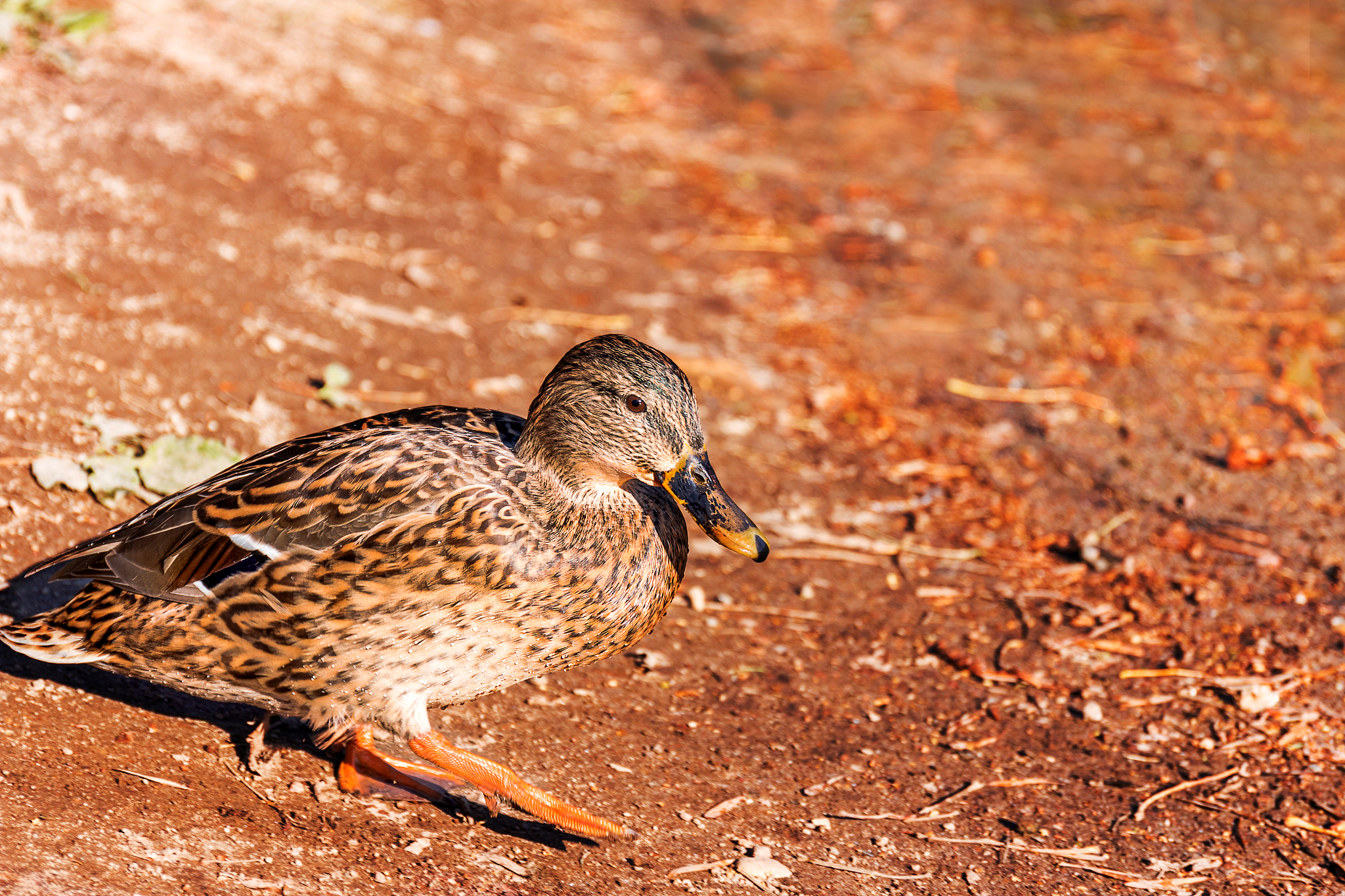 给我讲个笑话吧