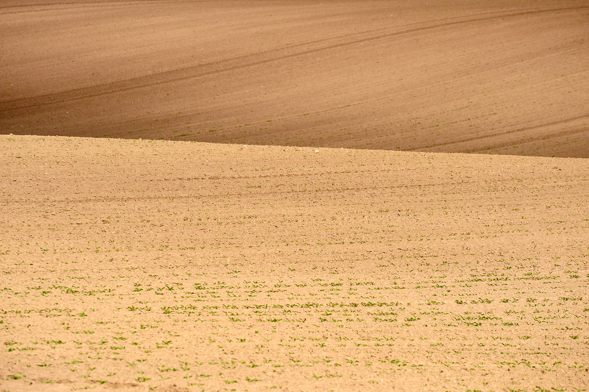 field