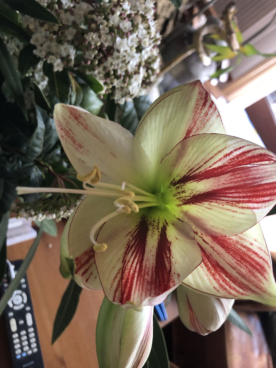 花