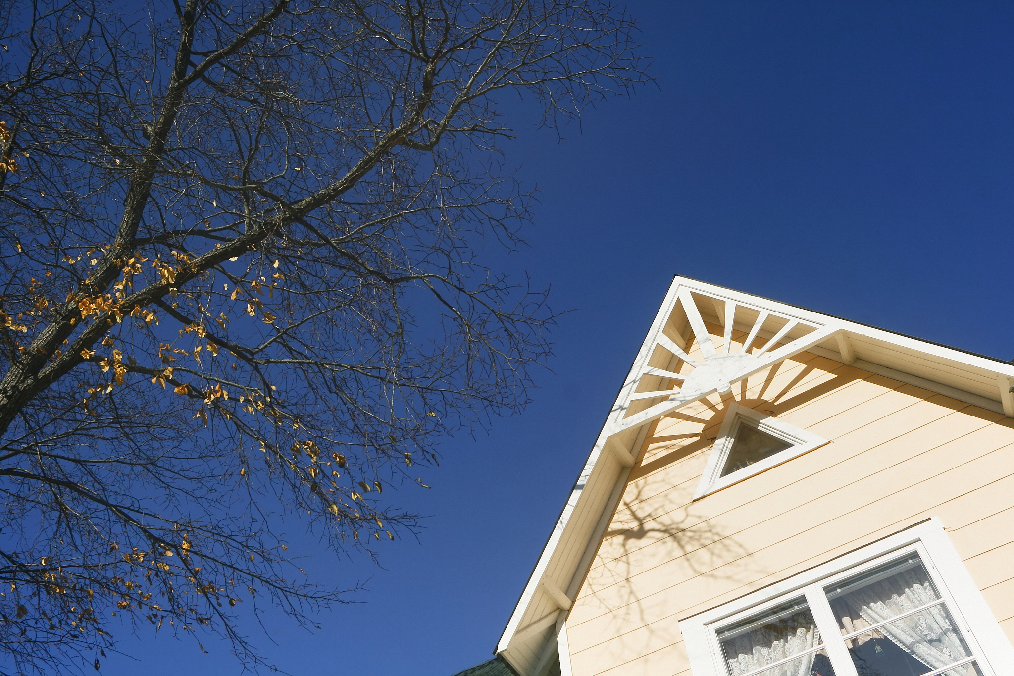 house & tree