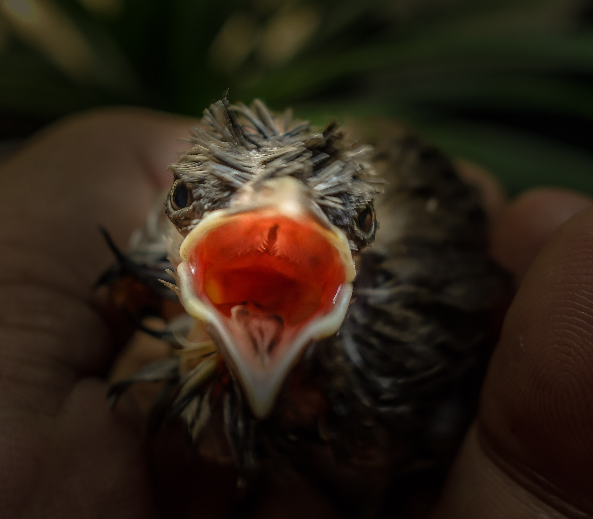 MATLAB实现函数f(t)=12e^-3t的离散傅里叶变换并与解析解比较