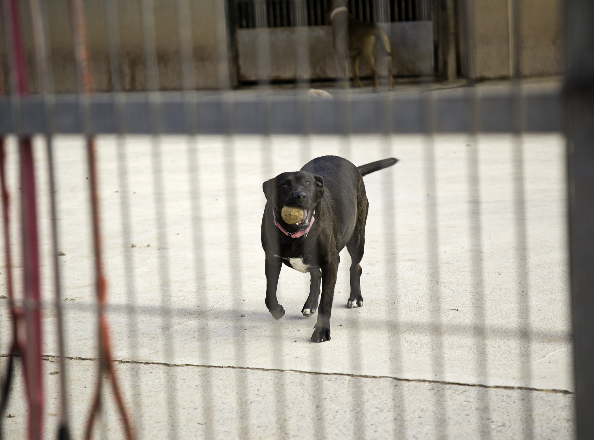 熊逸：著名作家，作品涵盖小说、散文、报告文学