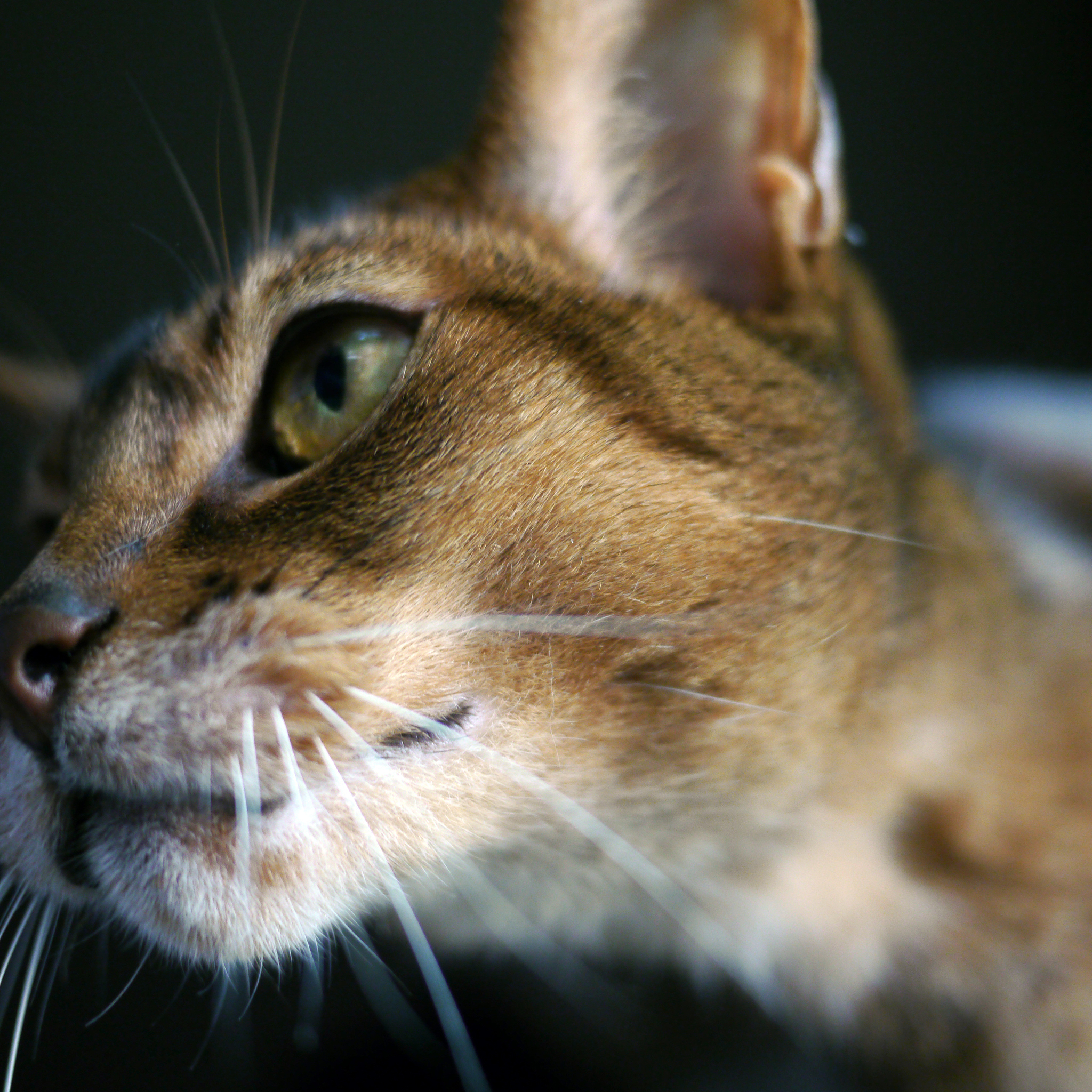 小猫能喝牛奶粉吗？专家建议：不建议！