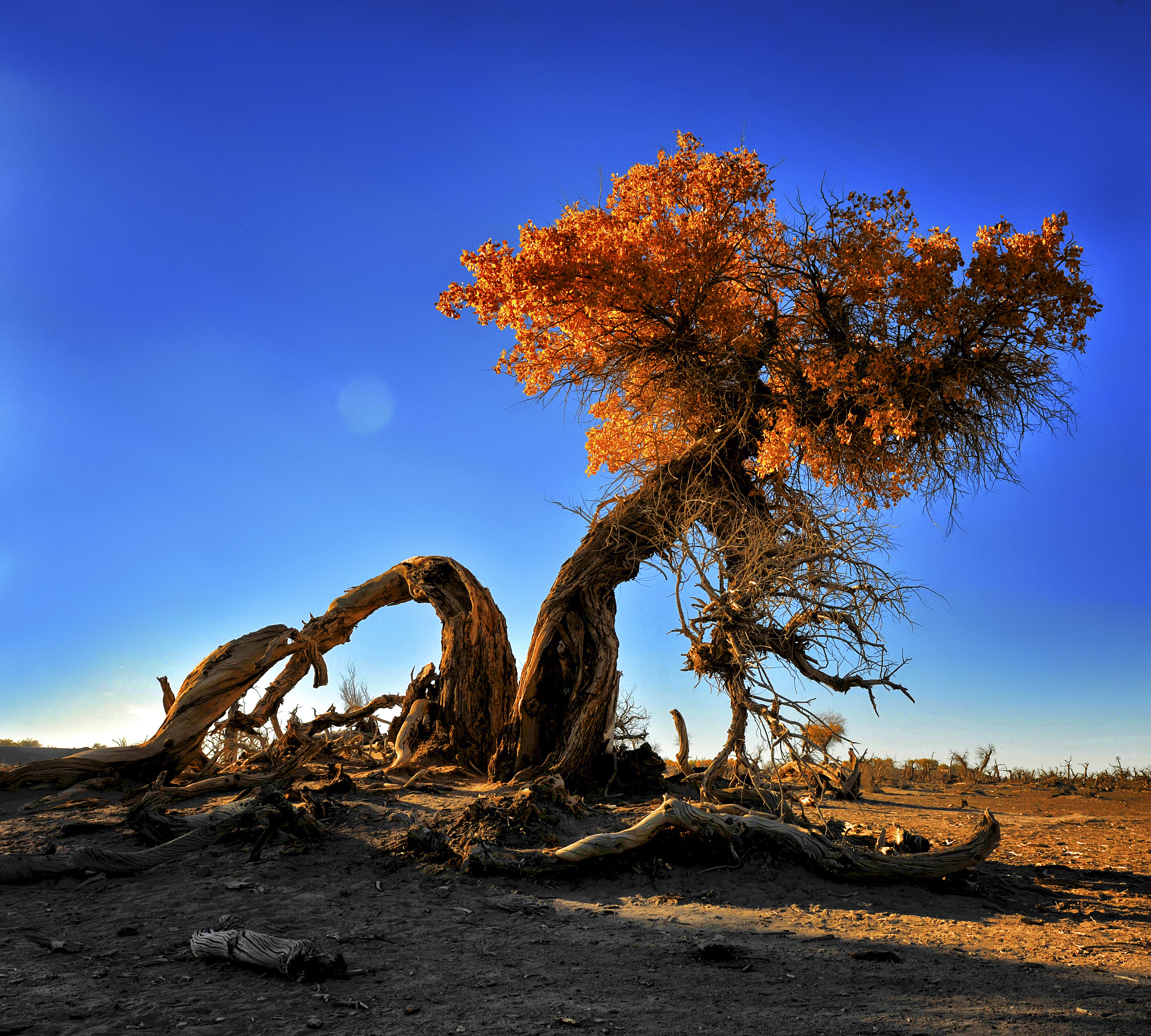 胡杨树有哪些特征