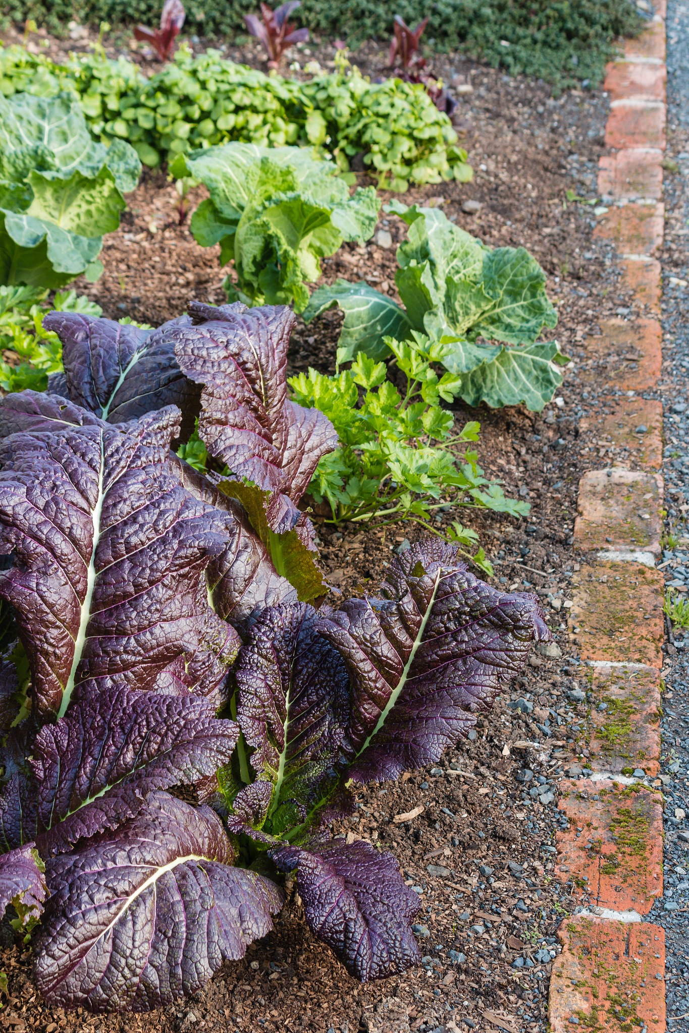 矾根夏天死亡原因：高温、缺水、病虫害，夏季养护指南