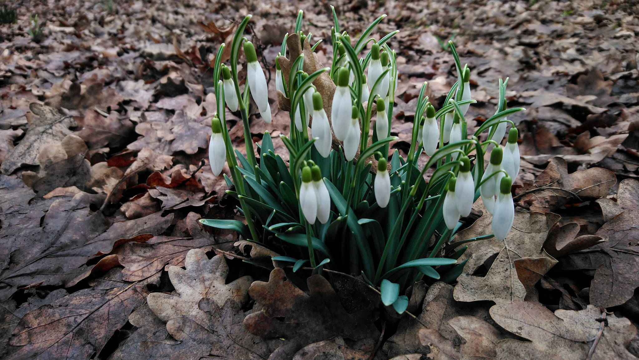 snowdrops in the forest, in the park. primrose in autumn leaves.