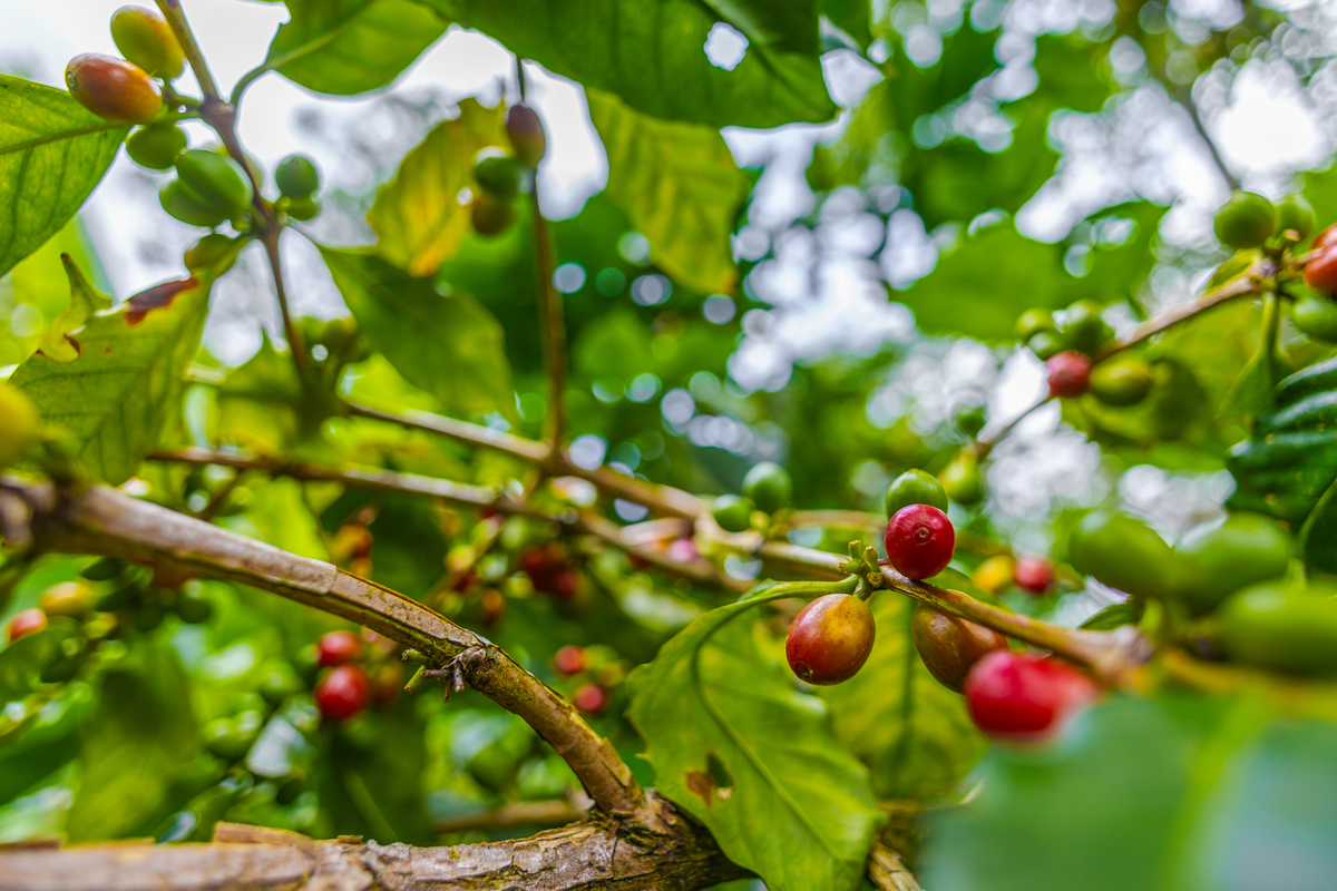 哥伦比亚咖啡的可持续发展：生态、社会和经济三方面均衡发展