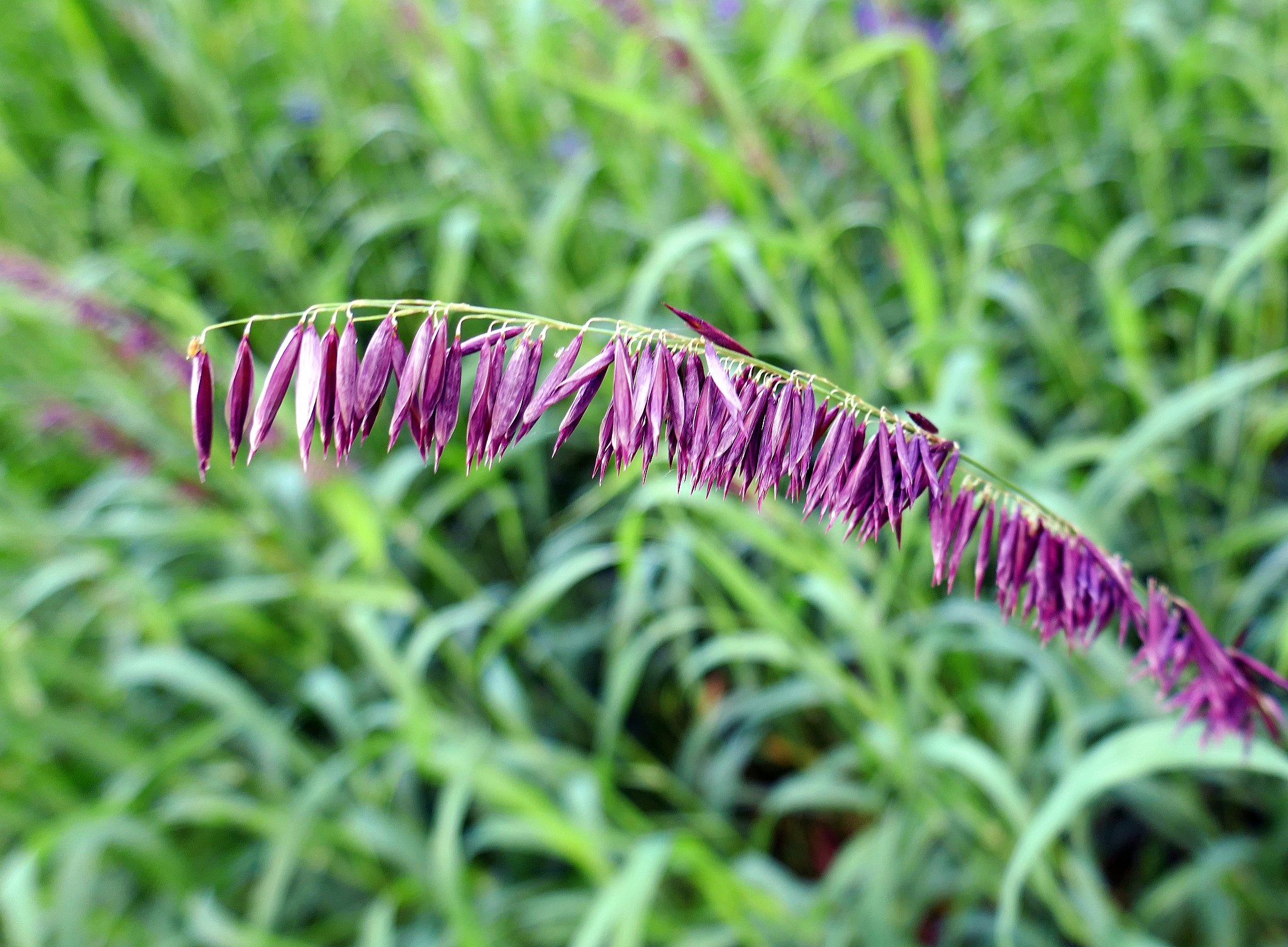 植物辨认比赛：预热、报名、参与，一起探索植物世界！