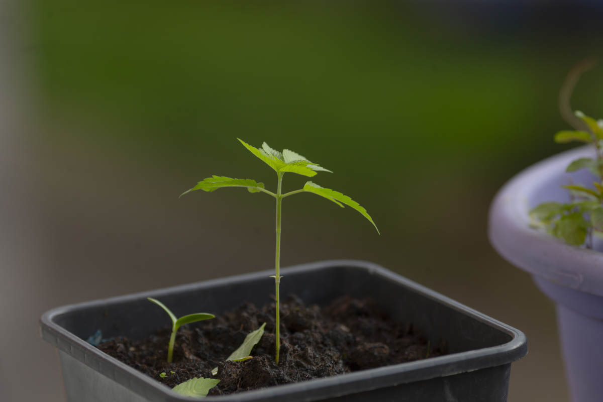 种和植的区别：植物生长的两种方式