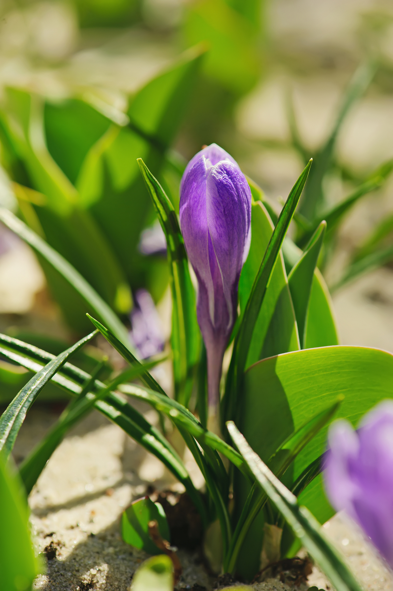 crocus flower