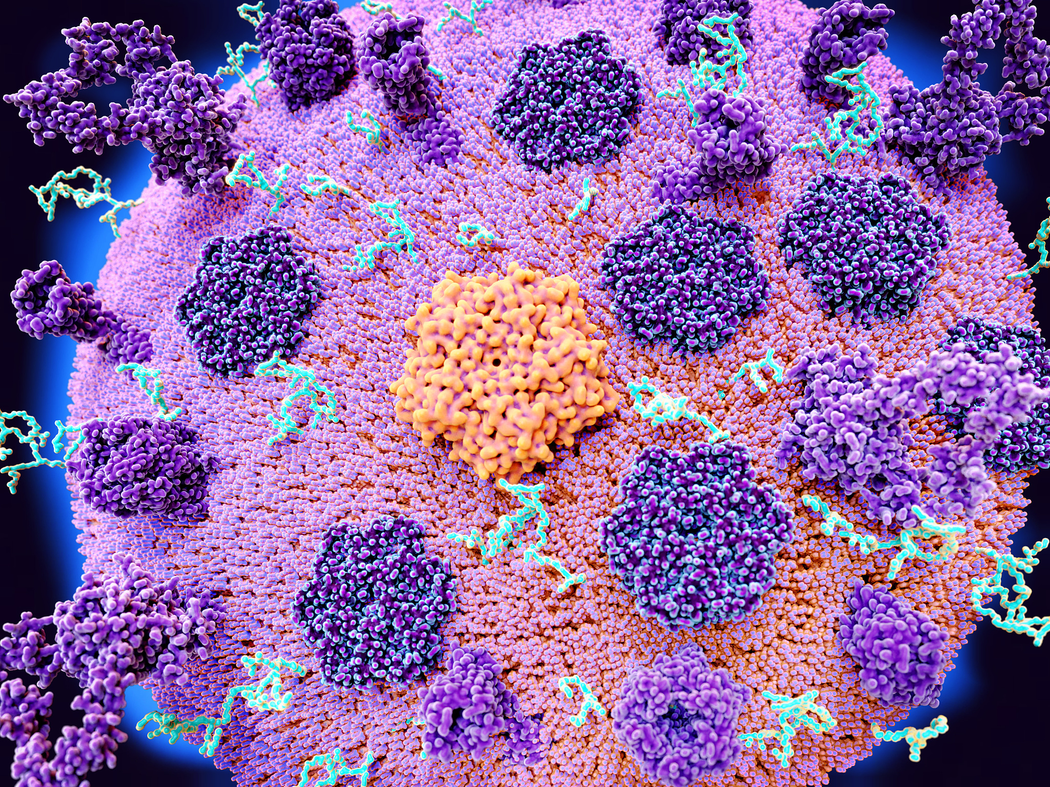 脂锚定蛋白：细胞膜结合的位点和机制