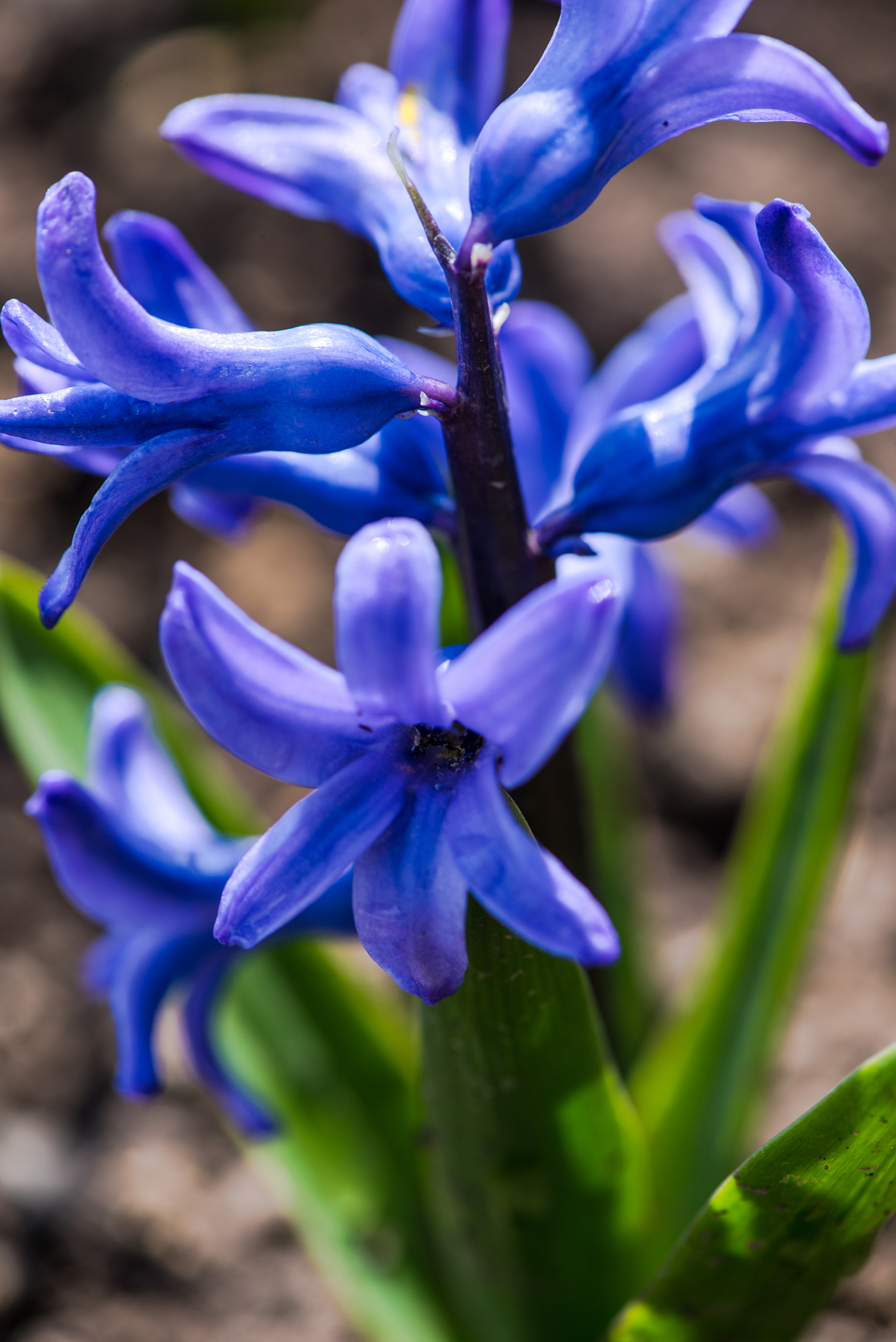 beautiful flowers