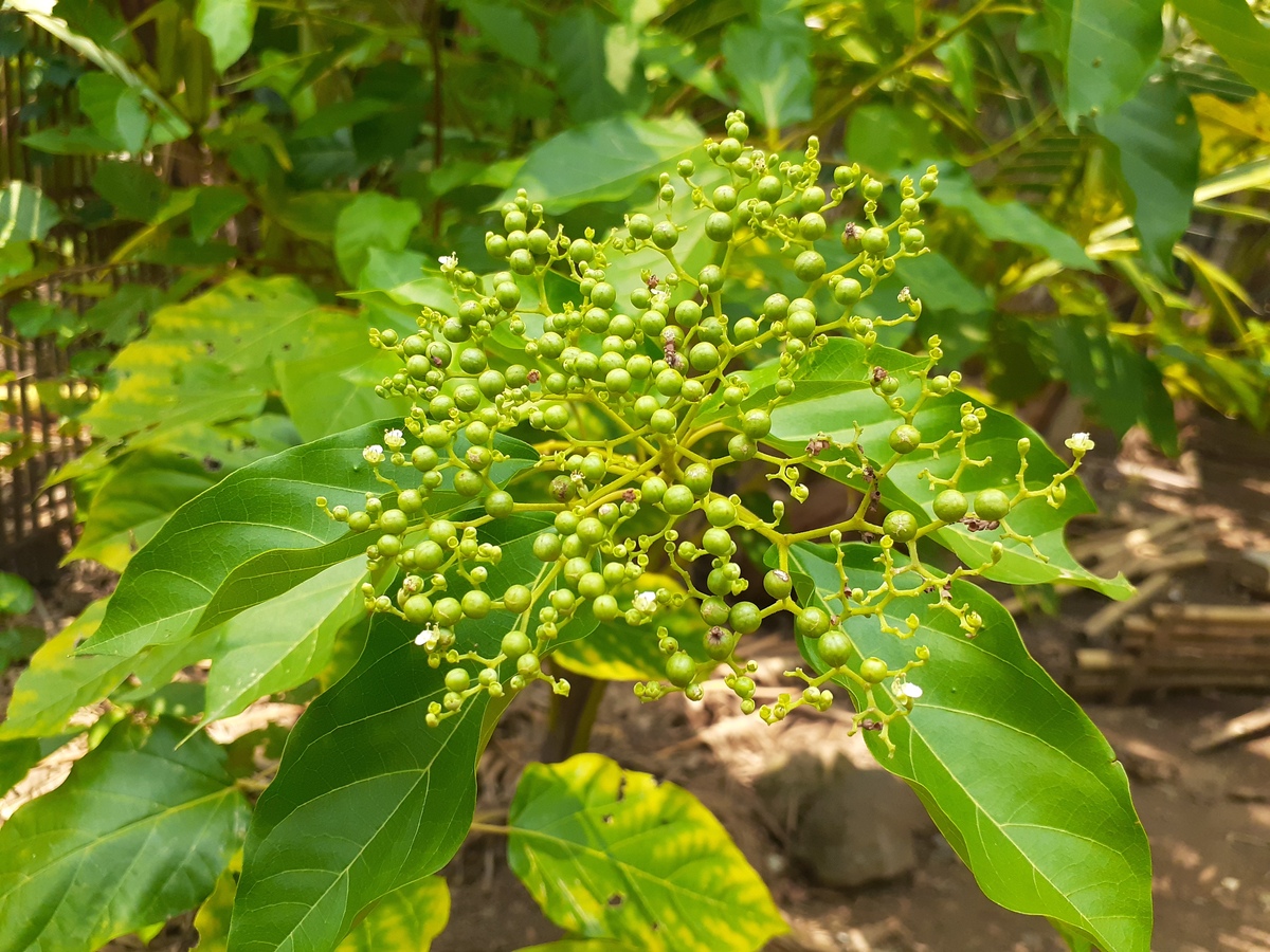 以下关于黄柏的描述错误的是 1A体轻质硬断面纤维性呈裂片状分层深黄色 B来源于芸香科植物黄皮树的干燥树皮 C味甚苦嚼之有粘性 D来源于芸香科植物黄檗的干燥树皮 说明理由