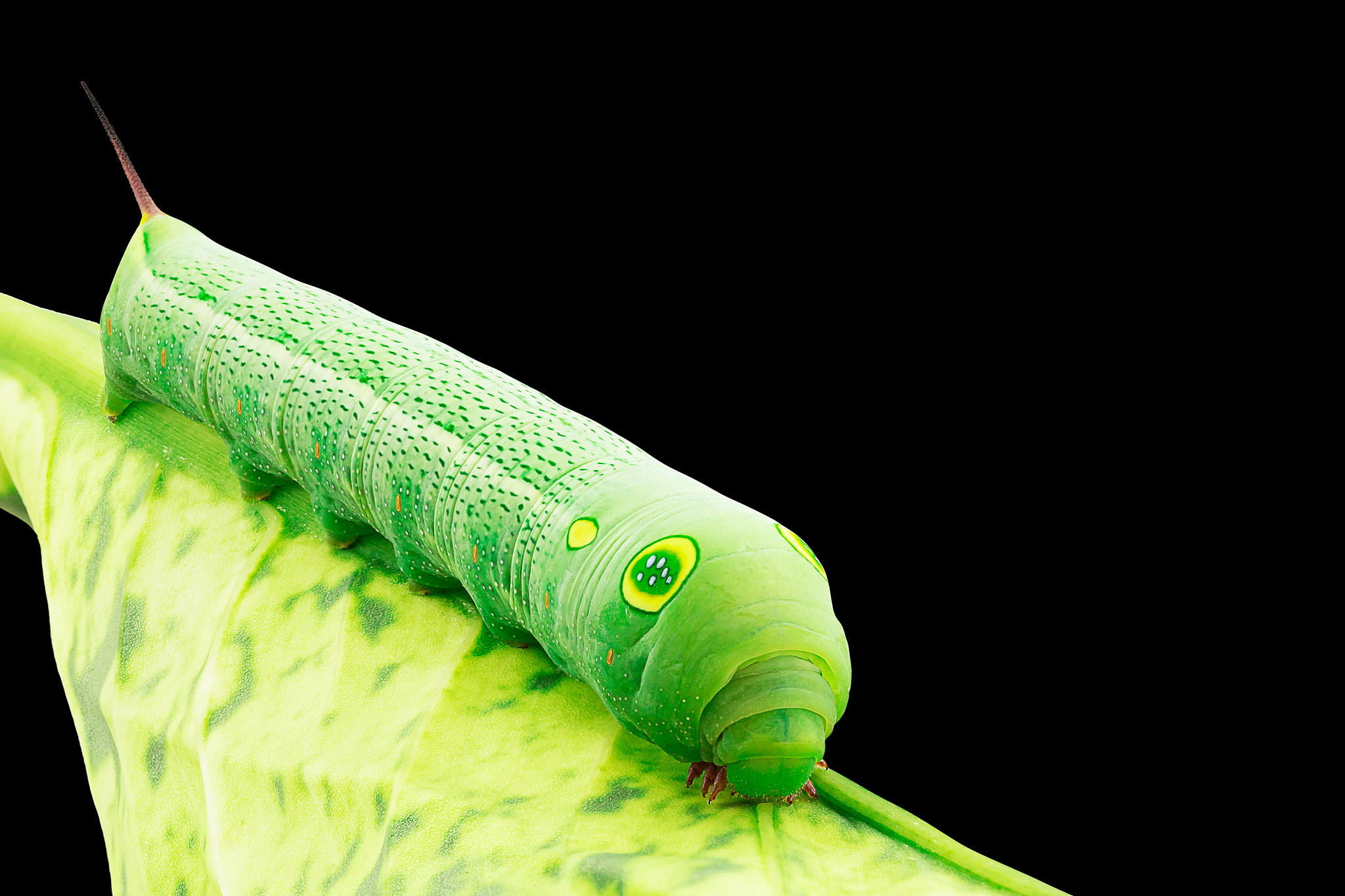 威海职业学院药品生物技术专业涉及哪些课程