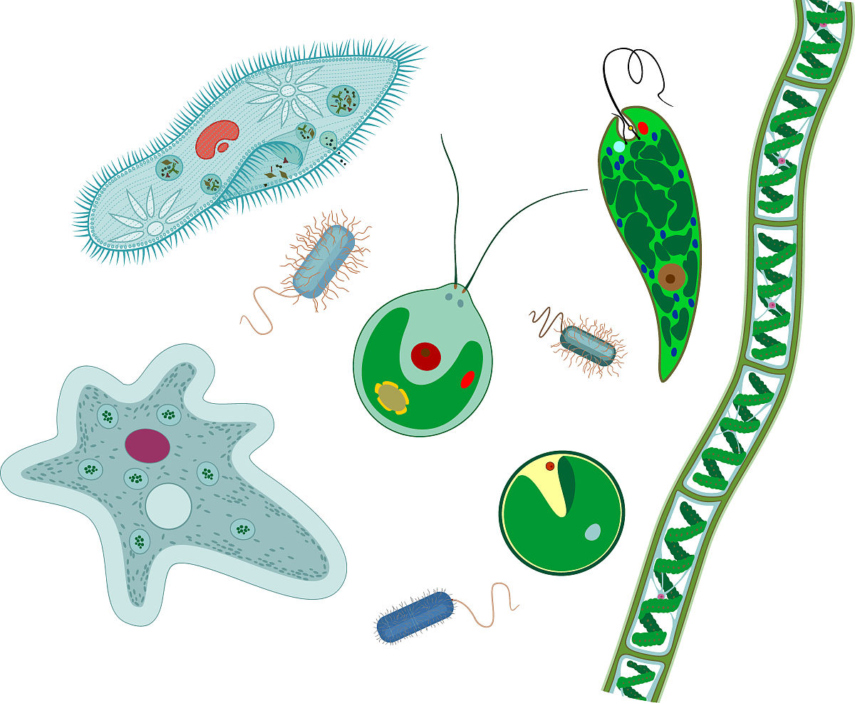 原生生物与单细胞生物的区别：深入了解微观世界