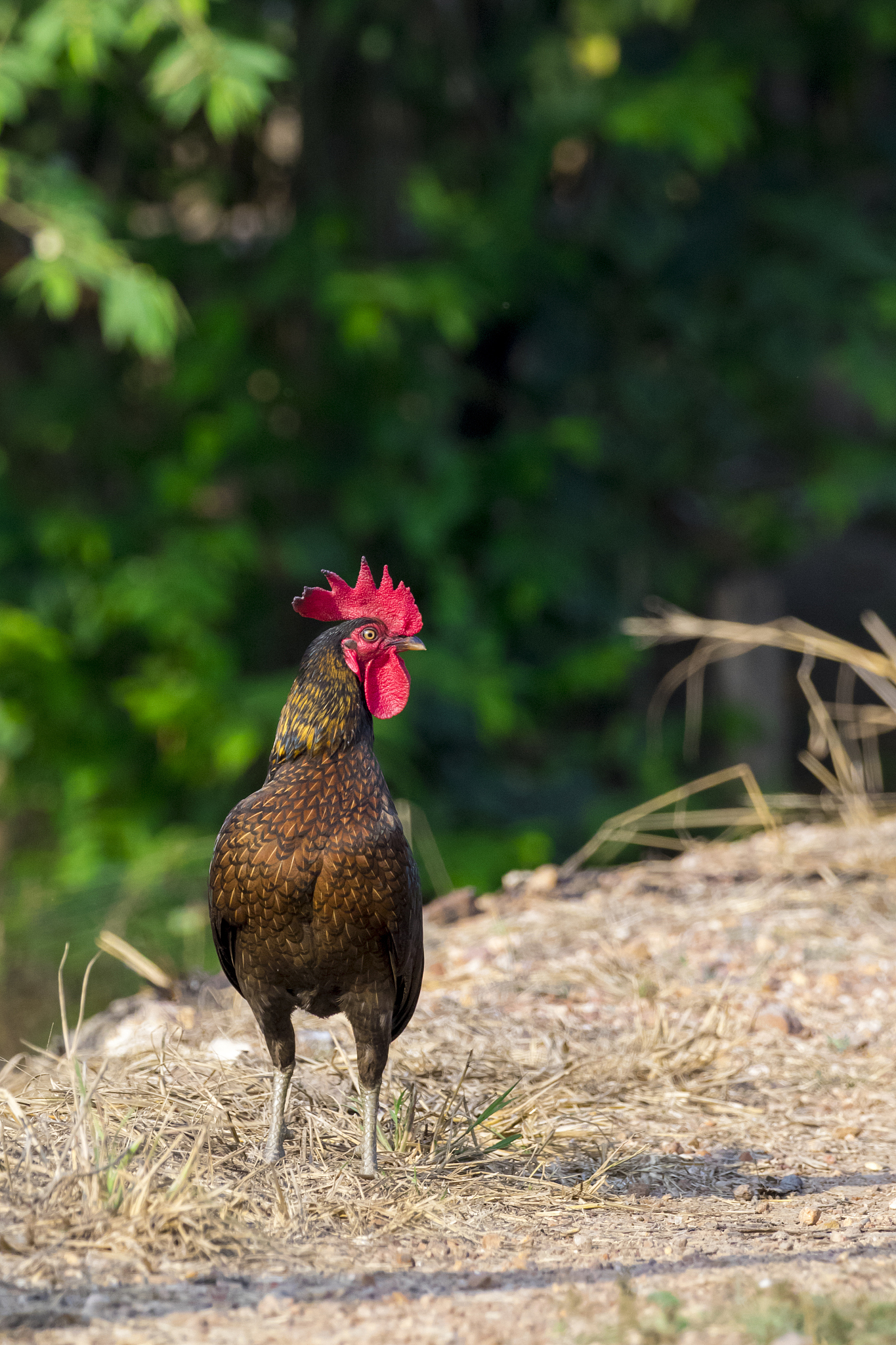 image of chicken on nature background. farm animals.