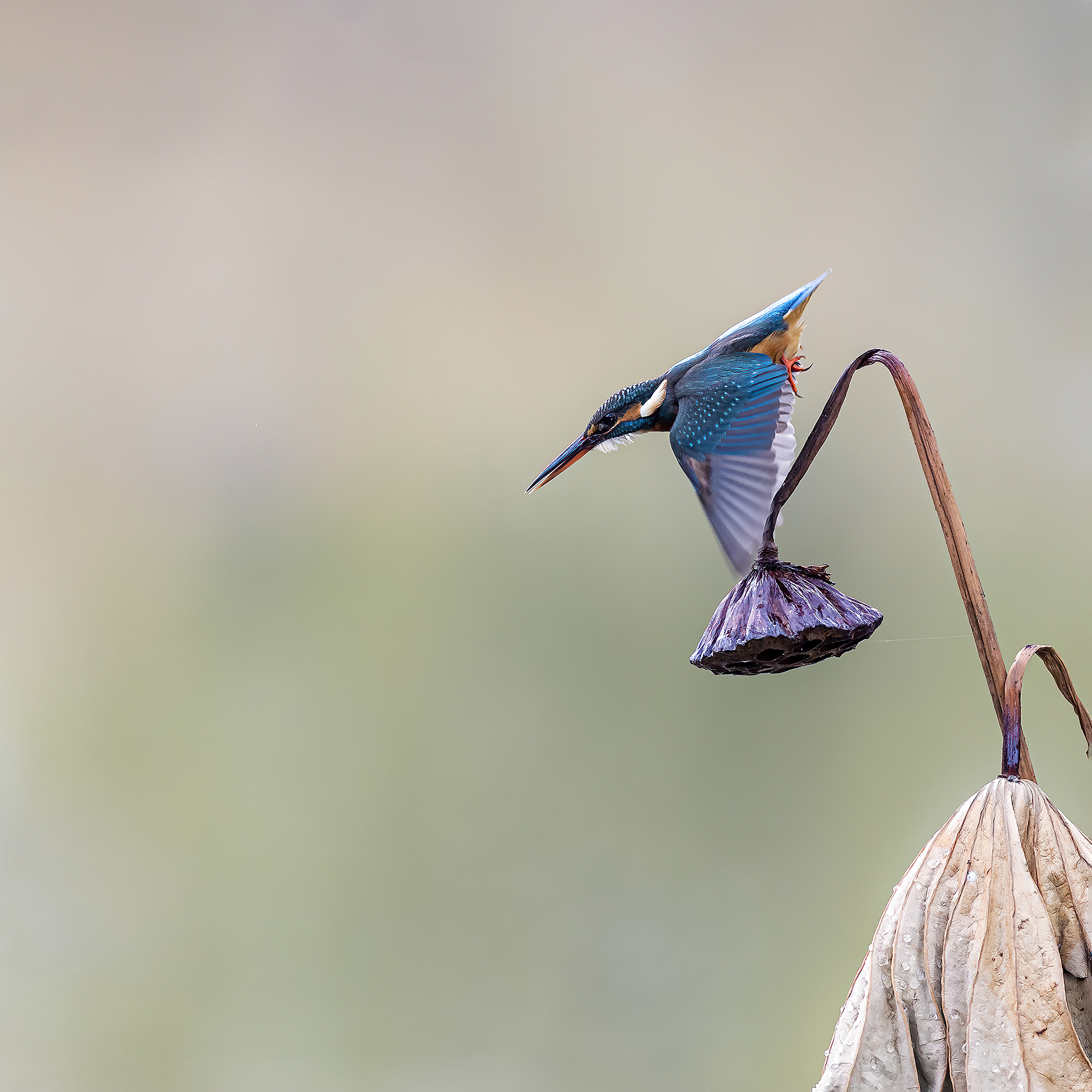 翠鸟和梳子有关联吗？