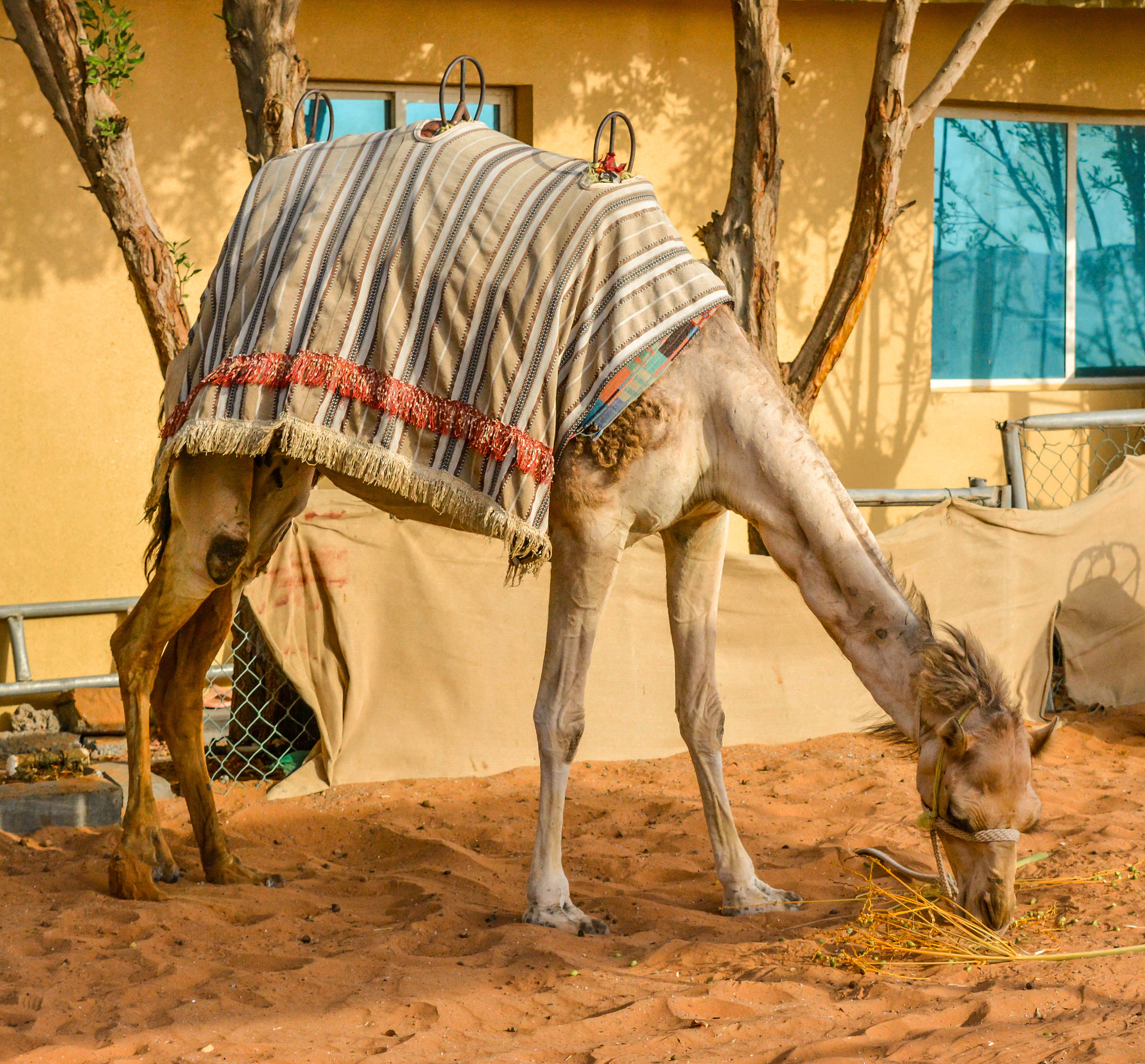 瘦死的骆驼比马大：实力与外表的误区