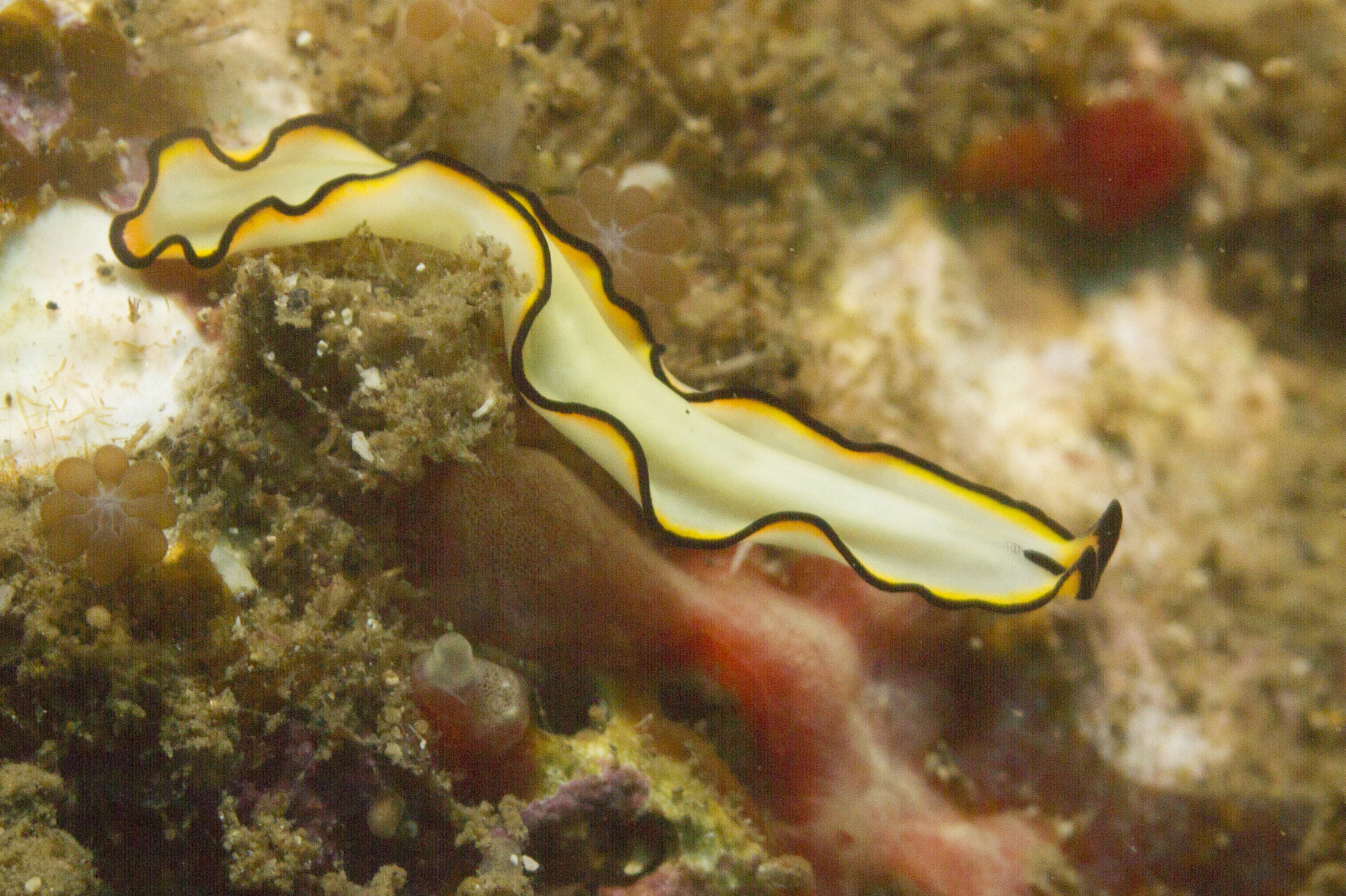 Please translate 地中海涡虫 into English