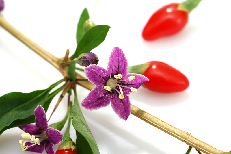 2023年贵州哪些职业学校有中药专业