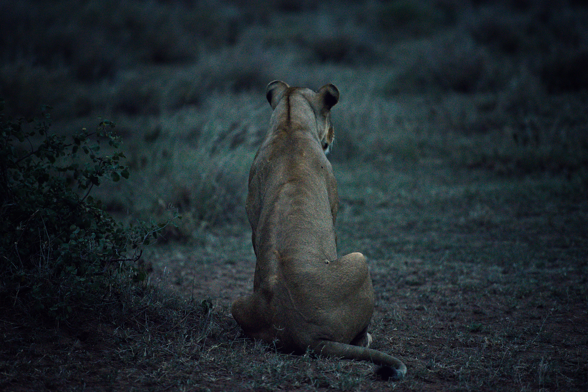 herd of lions prepared to hunt at dusk in the serengeti
