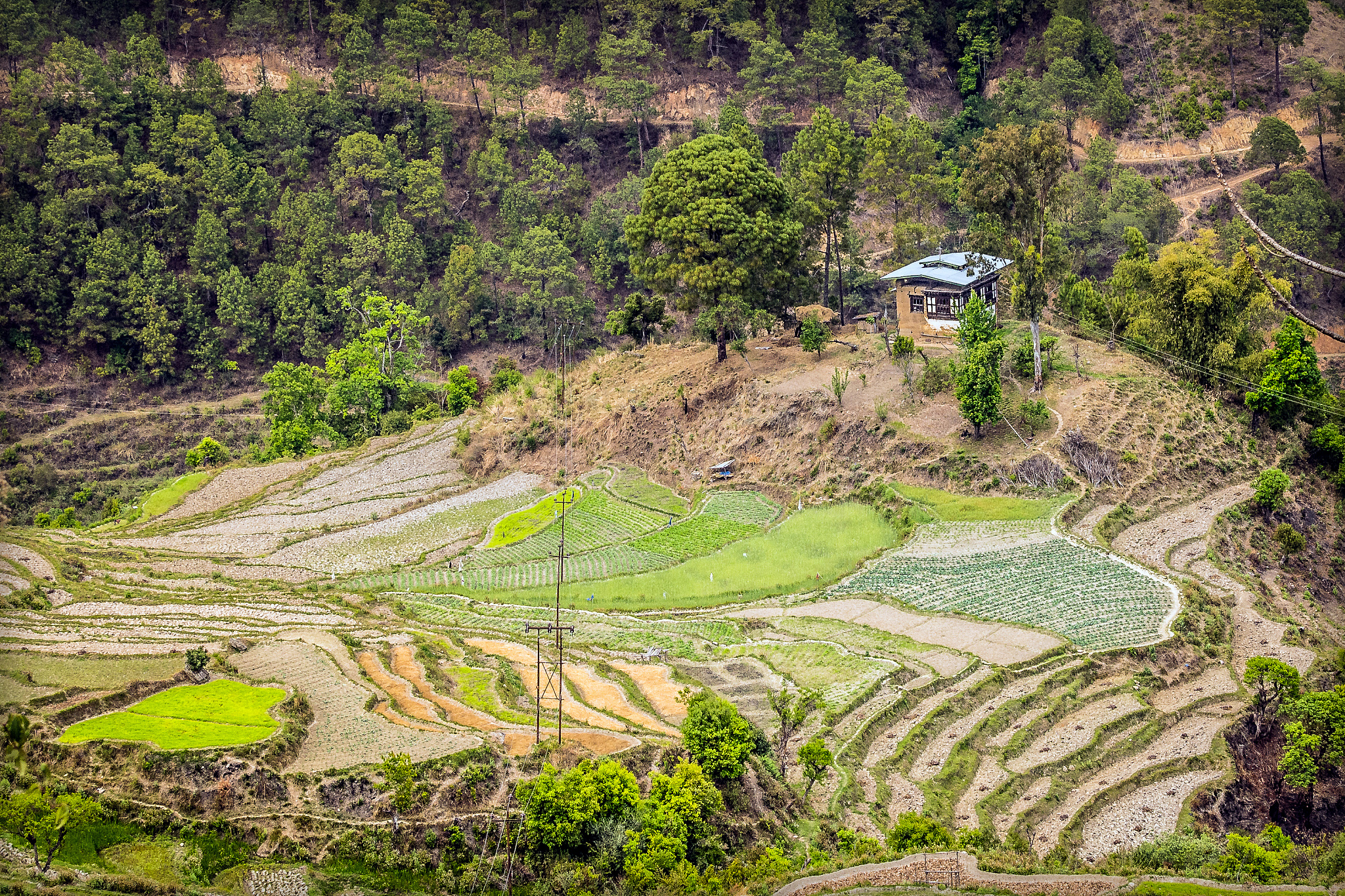 水稻生育期调查心得体会：下地实践，感悟农业智慧